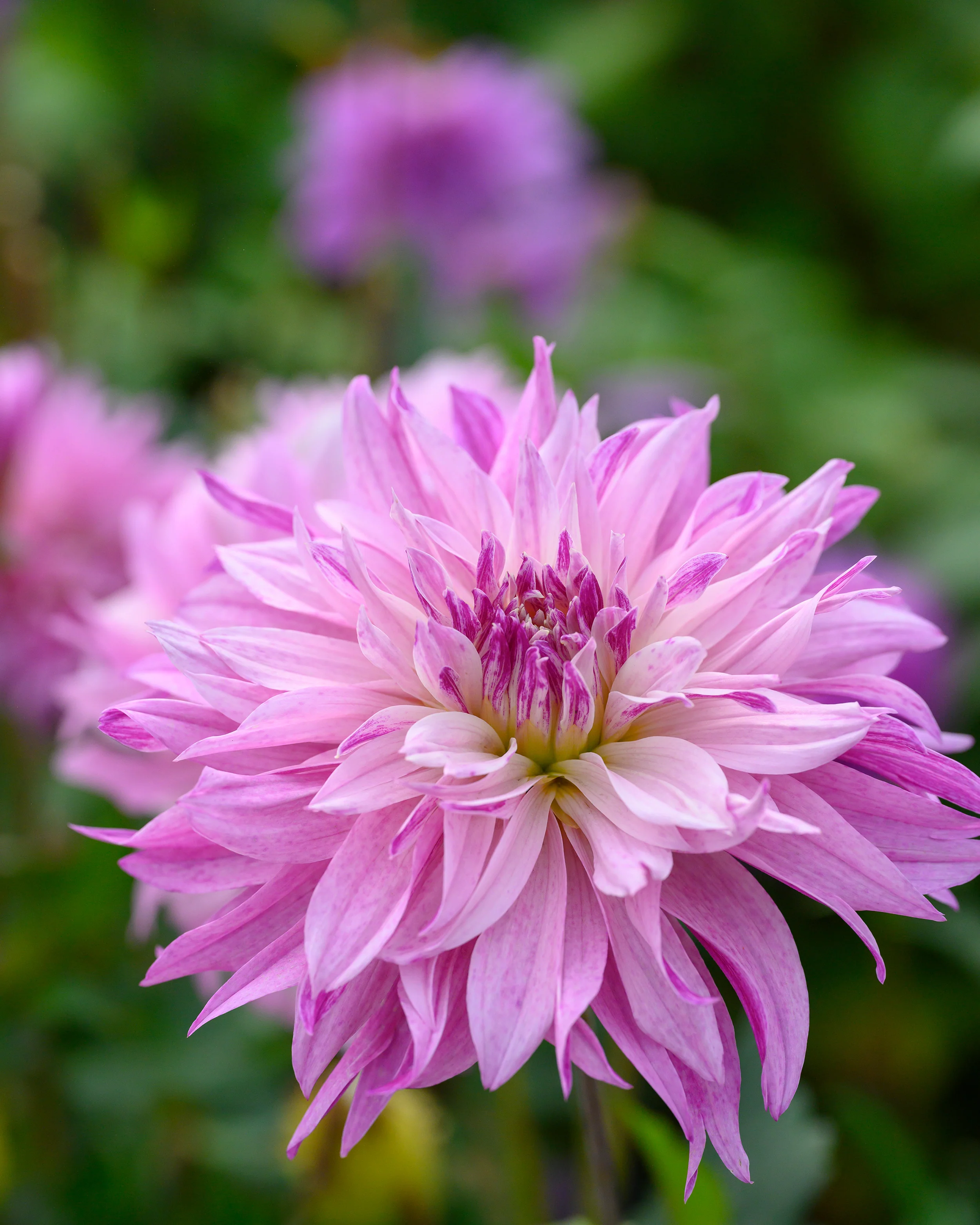 Dahlia 'Labyrinth Two Tone' - Image 4