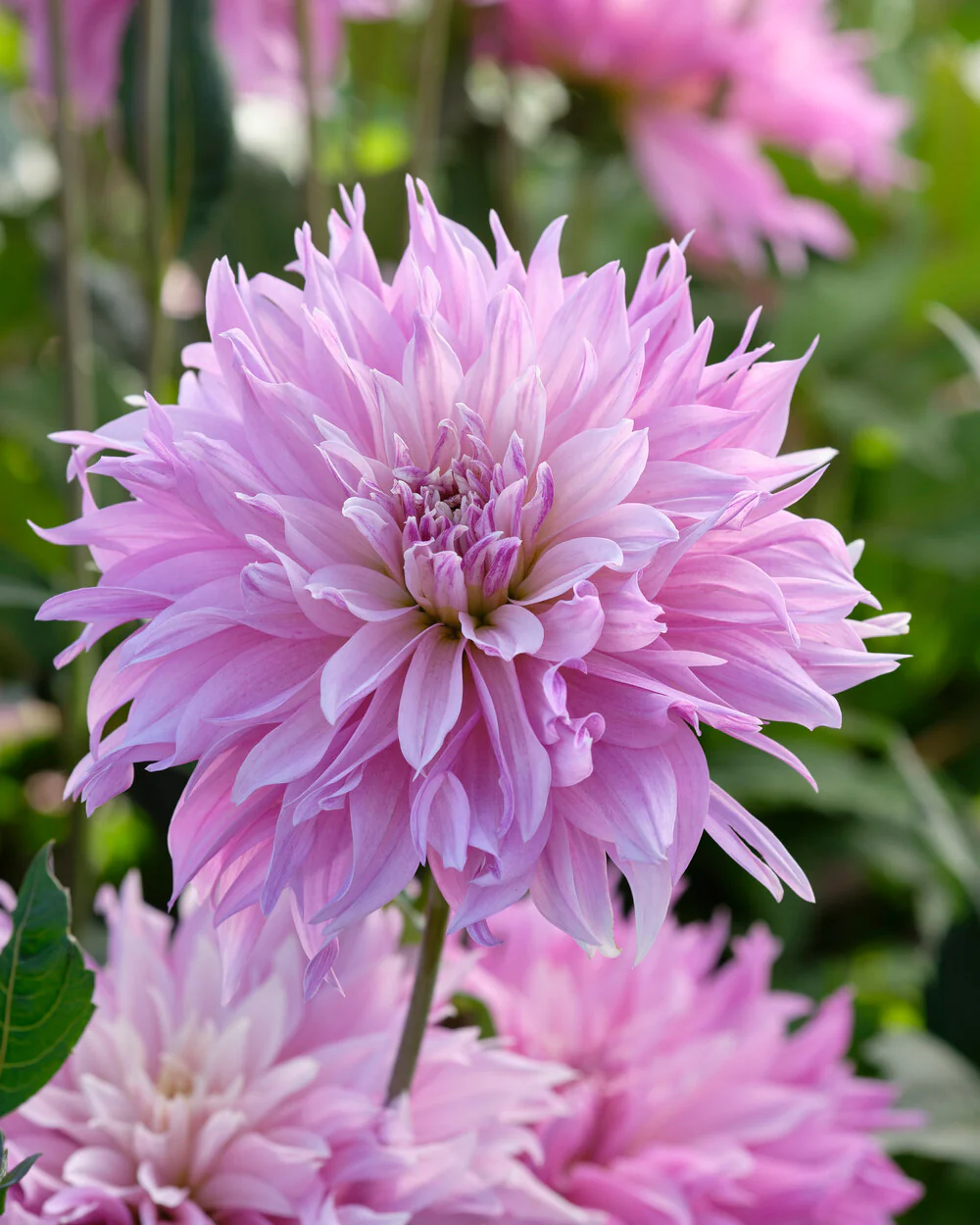Dahlia 'Labyrinth Two Tone' - Image 6