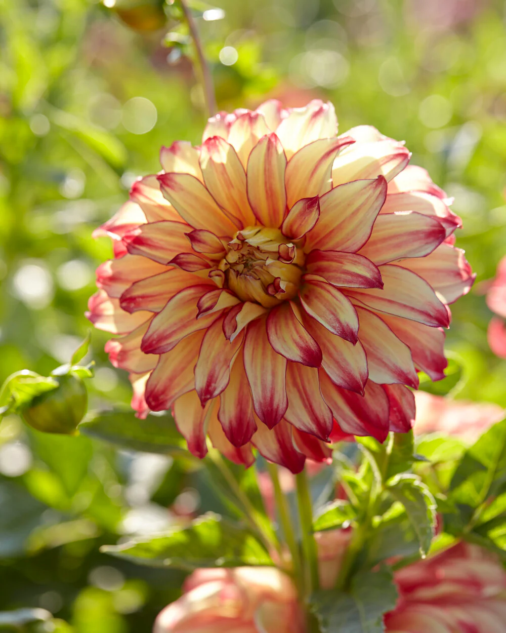 Dahlia 'Lady Darlene' - Image 5