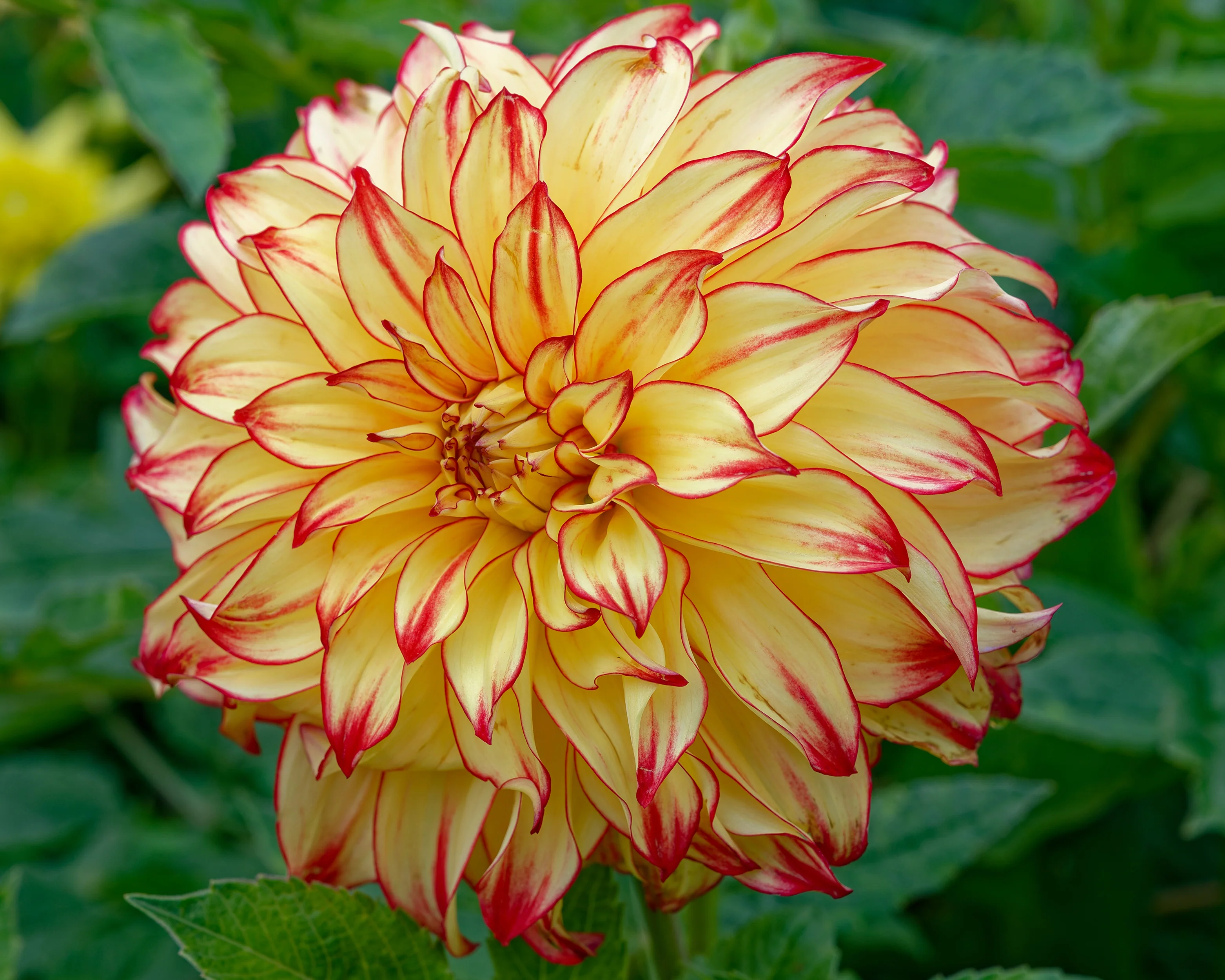 Dahlia 'Lady Darlene' - Image 7