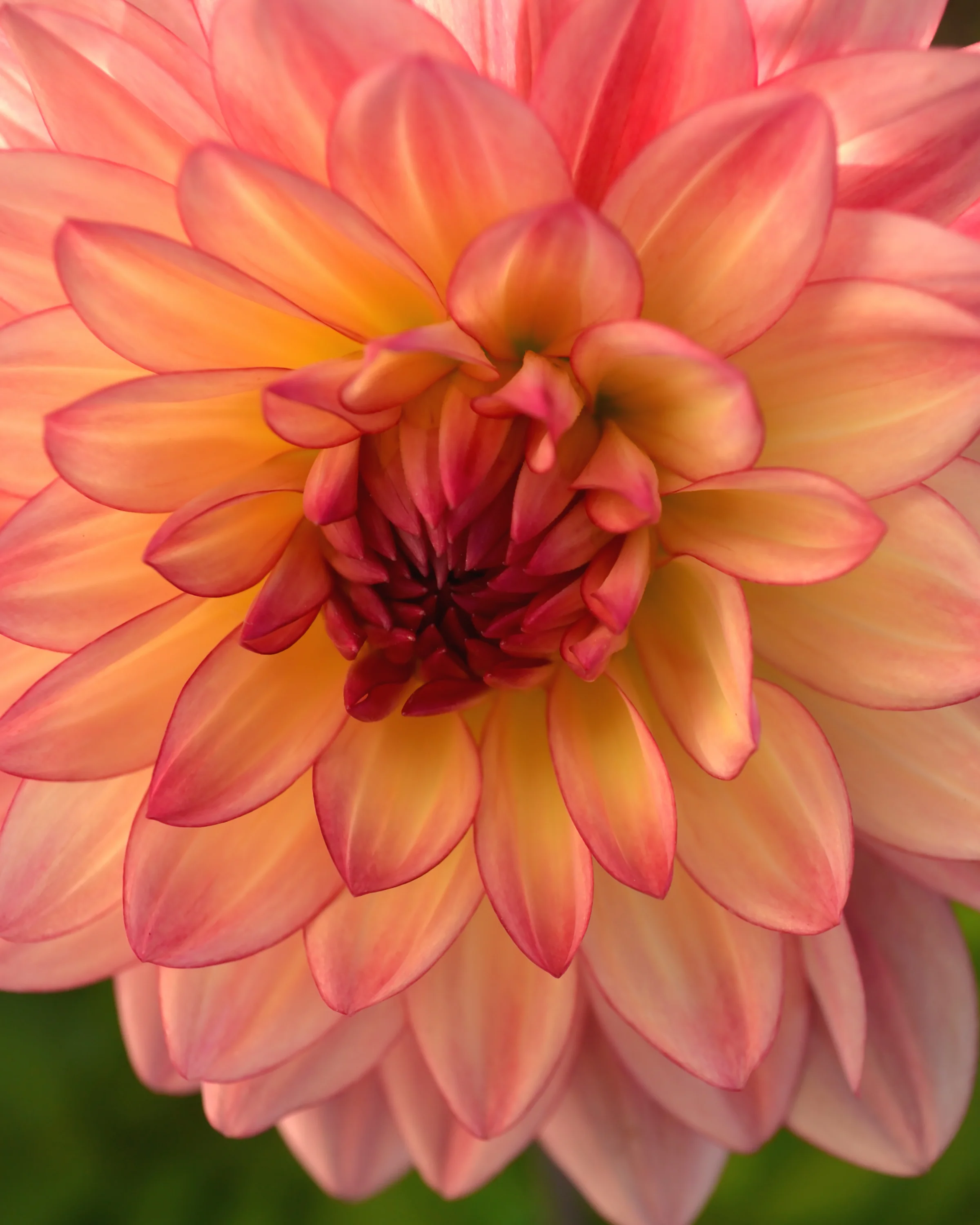 Dahlia 'Lake Tahoe' - Image 3