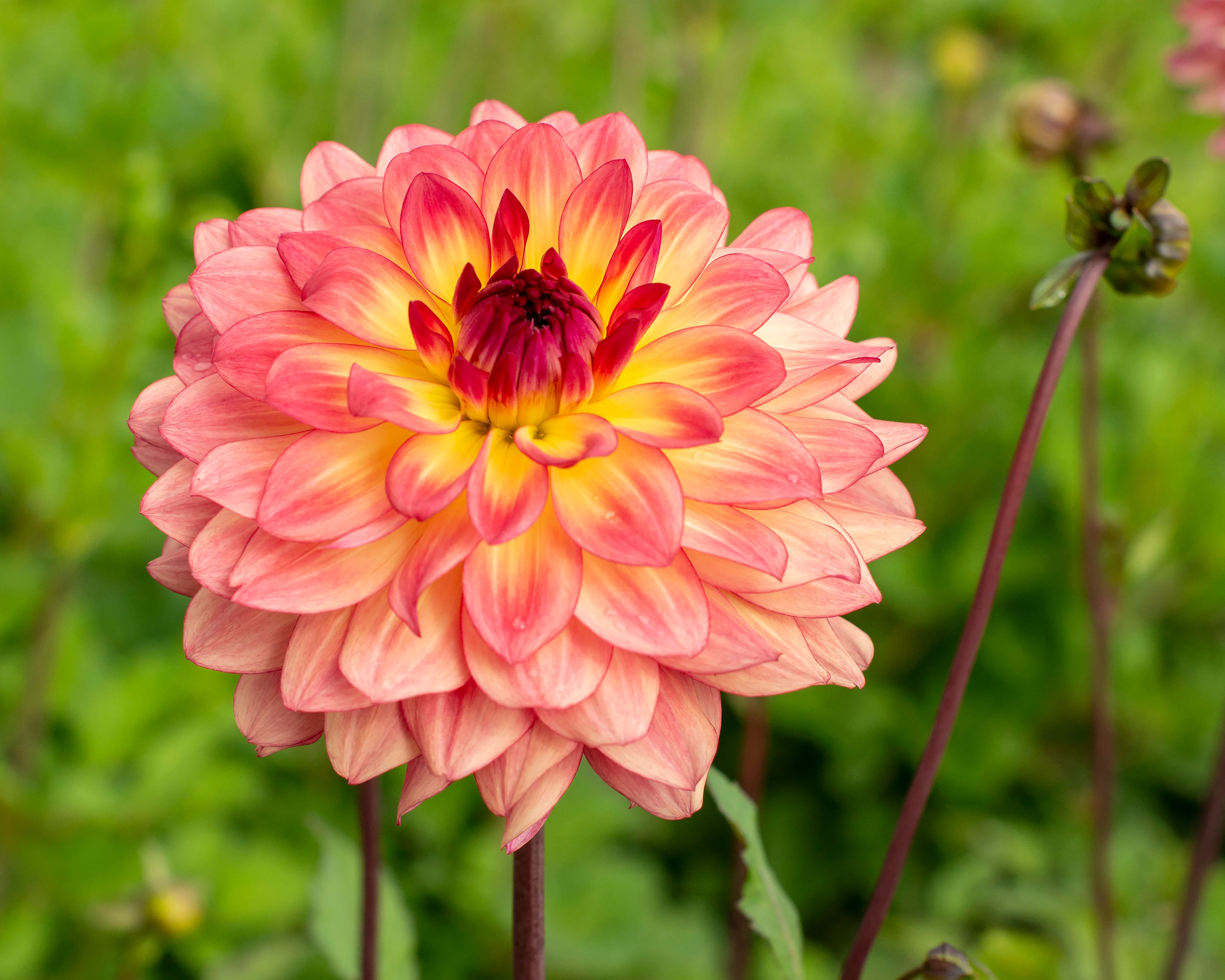 Dahlia 'Lake Tahoe' - Image 4