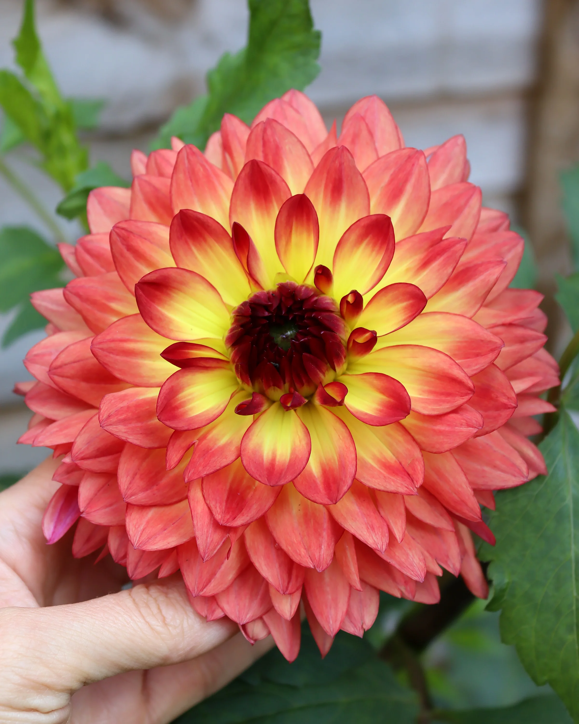 Dahlia 'Lake Tahoe' - Image 6