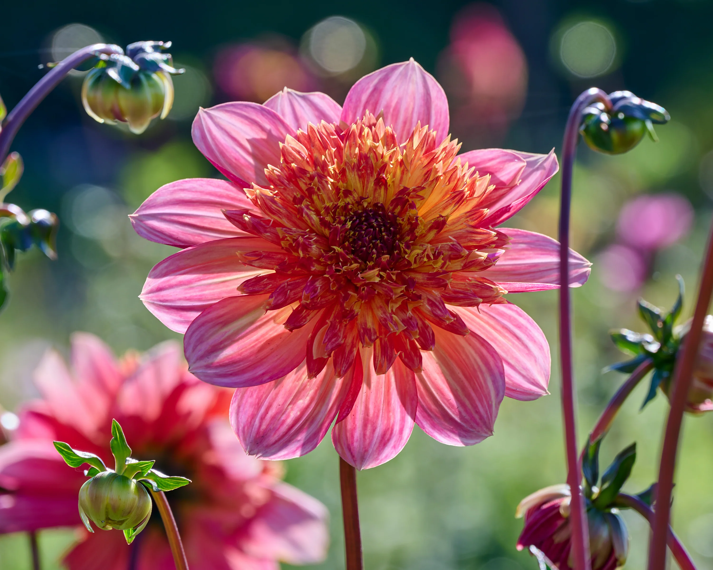 Dahlia 'Lava Glow' - Image 11