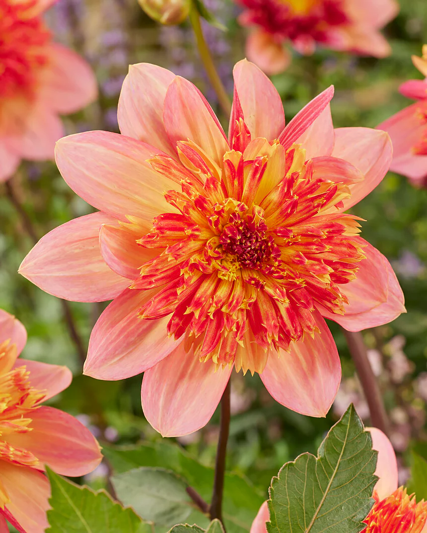 Dahlia 'Lava Glow' - Image 3