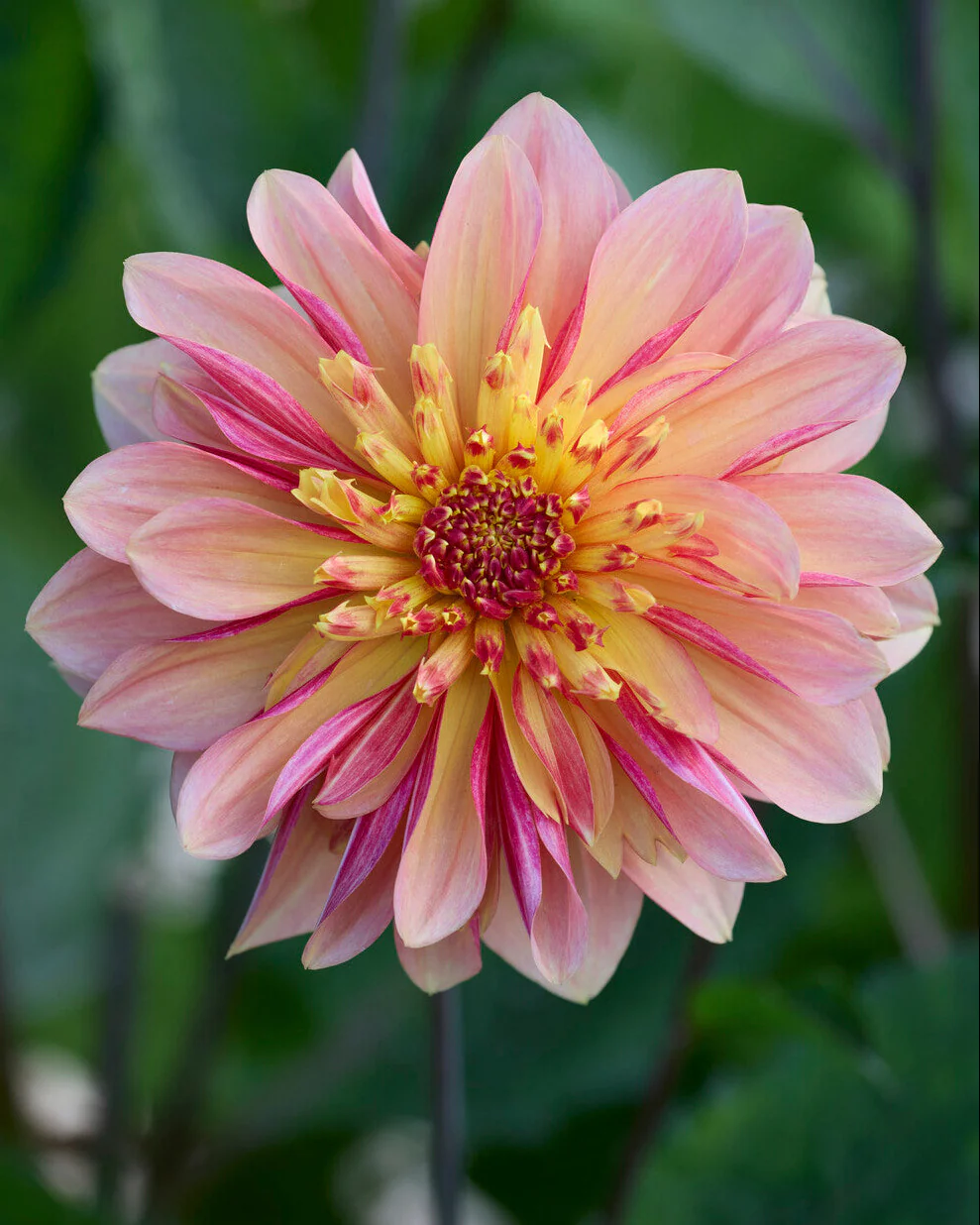 Dahlia 'Lava Glow' - Image 5