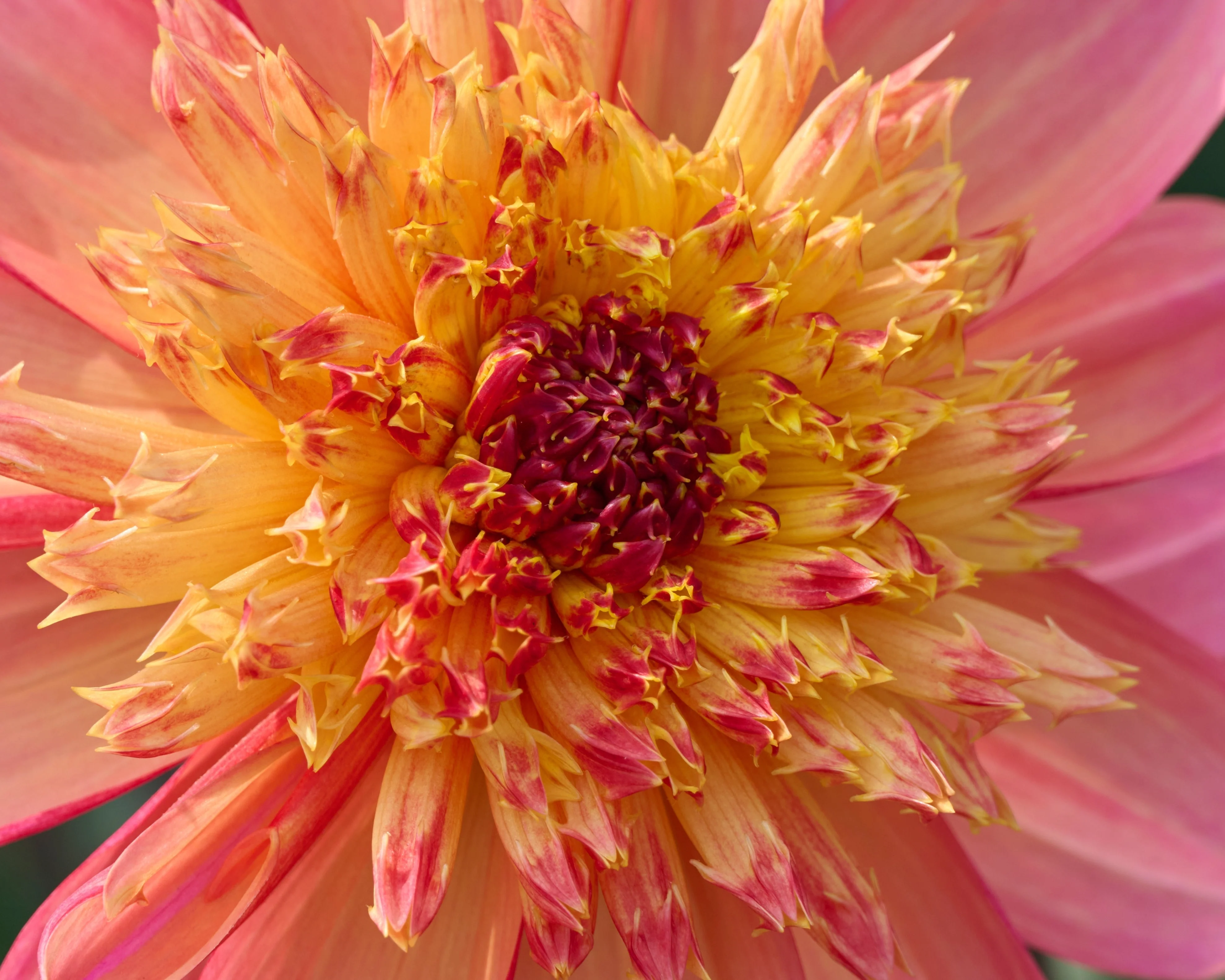 Dahlia 'Lava Glow' - Image 6