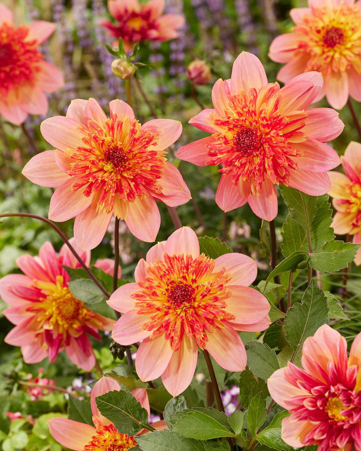 Dahlia 'Lava Glow' - Image 7