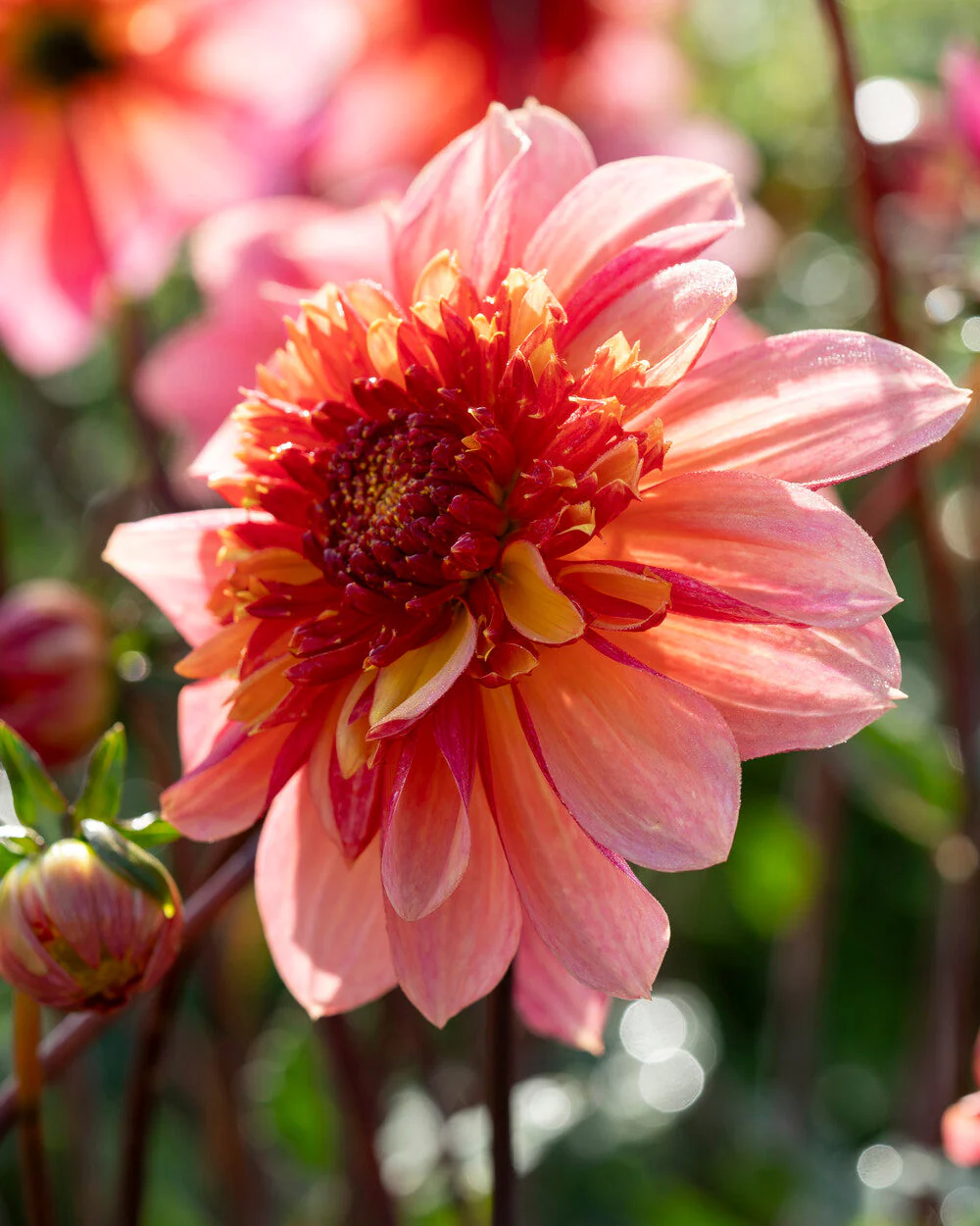 Dahlia 'Lava Glow' - Image 8