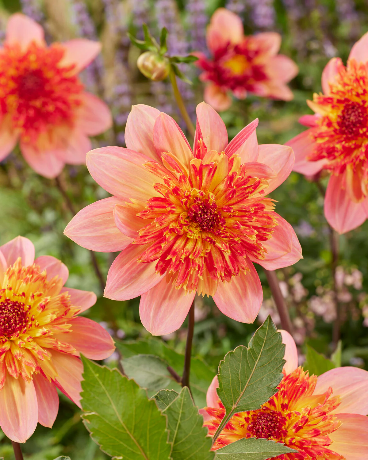 Dahlia 'Lava Glow' - Image 9