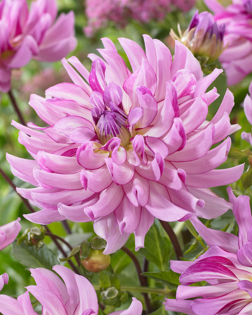 Dahlia 'Leila Savanna Rose'