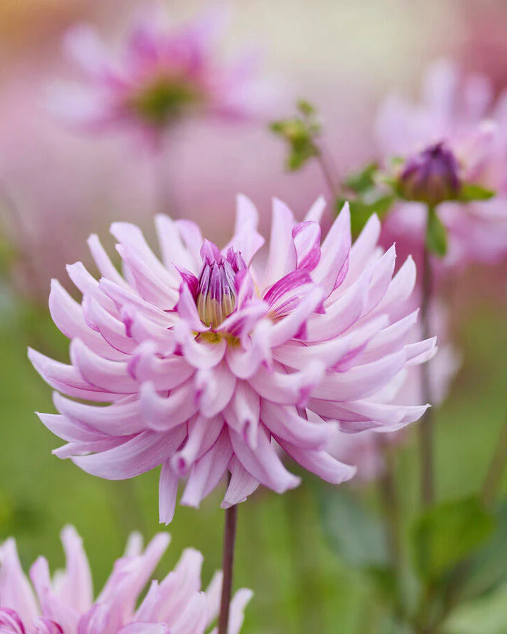 Dahlia 'Leila Savanna Rose' - Image 2