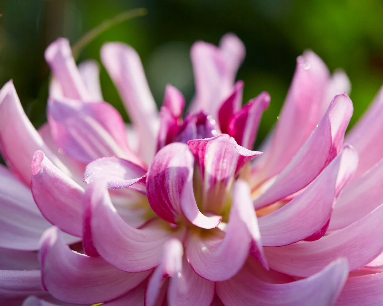 Dahlia 'Leila Savanna Rose' - Image 6