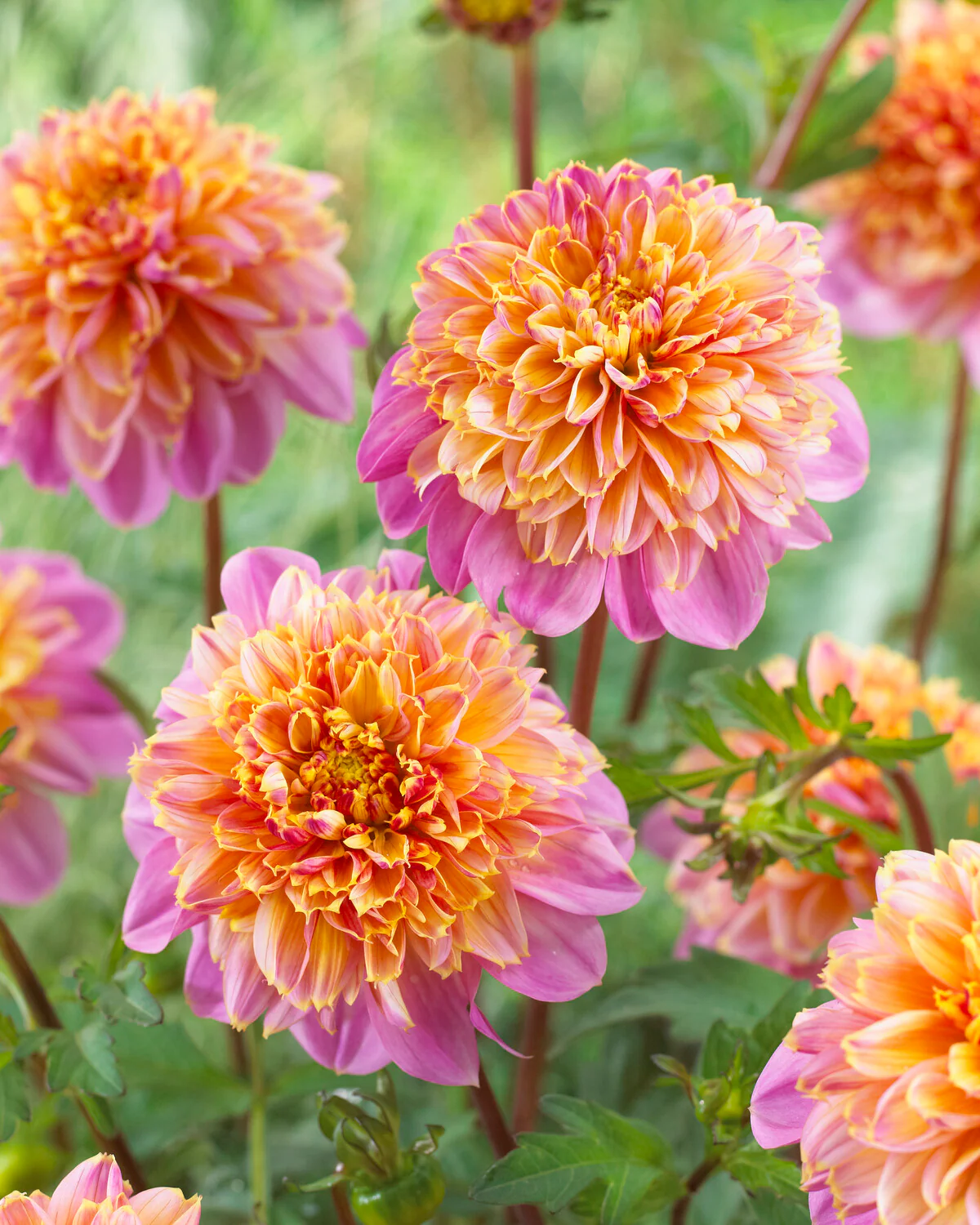 Dahlia 'Life Style' - Image 2