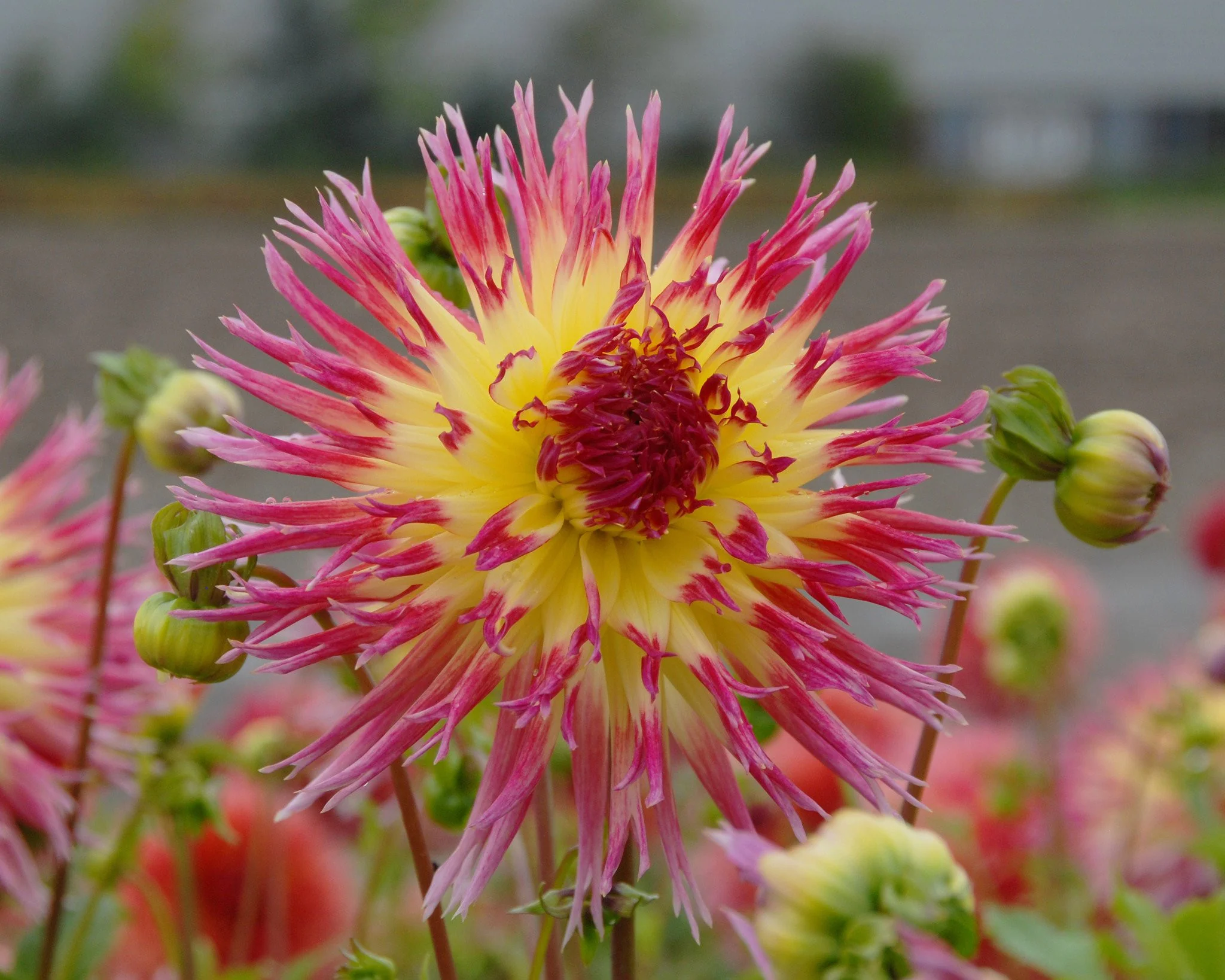 Dahlia 'Lindsay Michelle' - Image 3