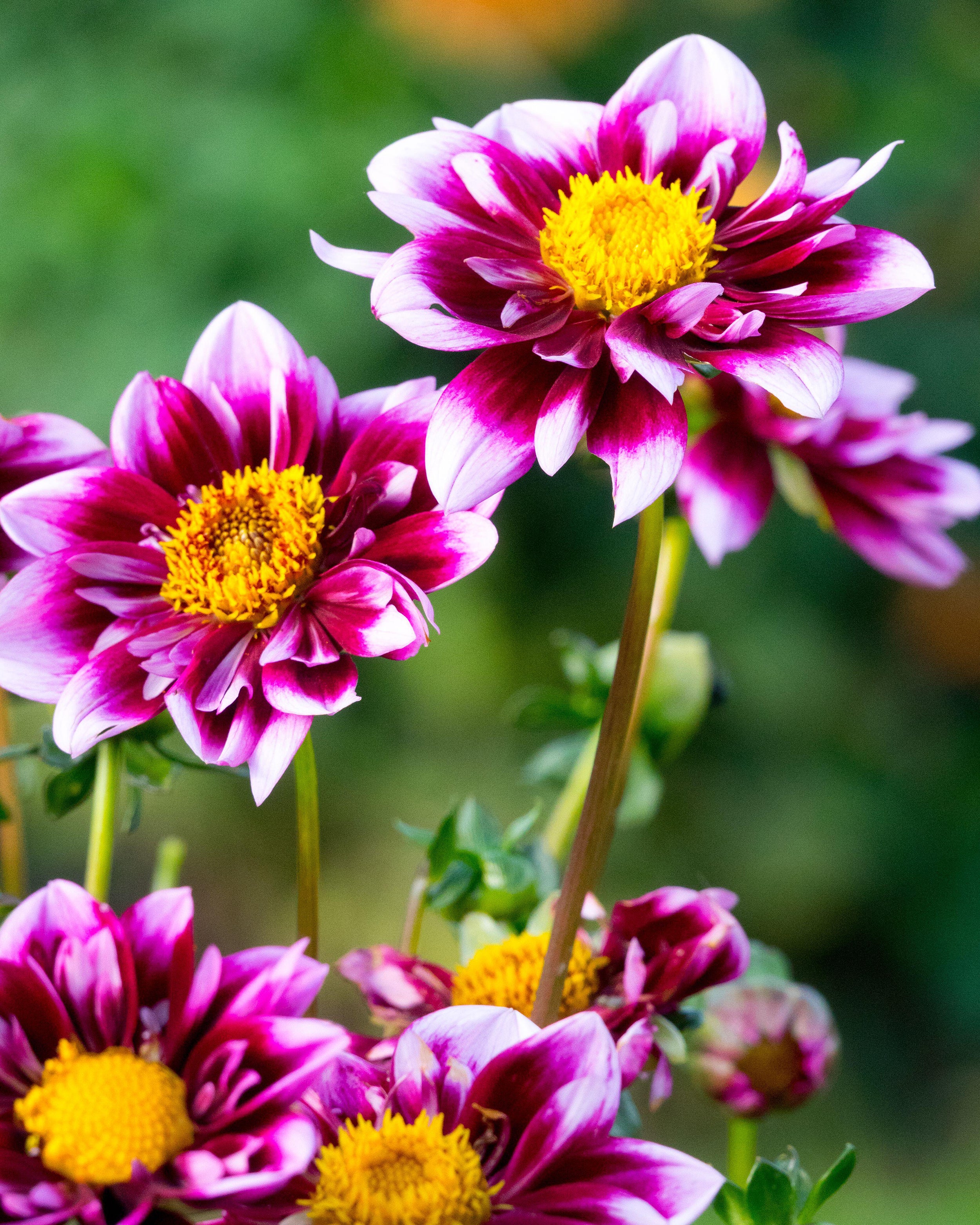 Dahlia 'Liquid Desire' - Image 11