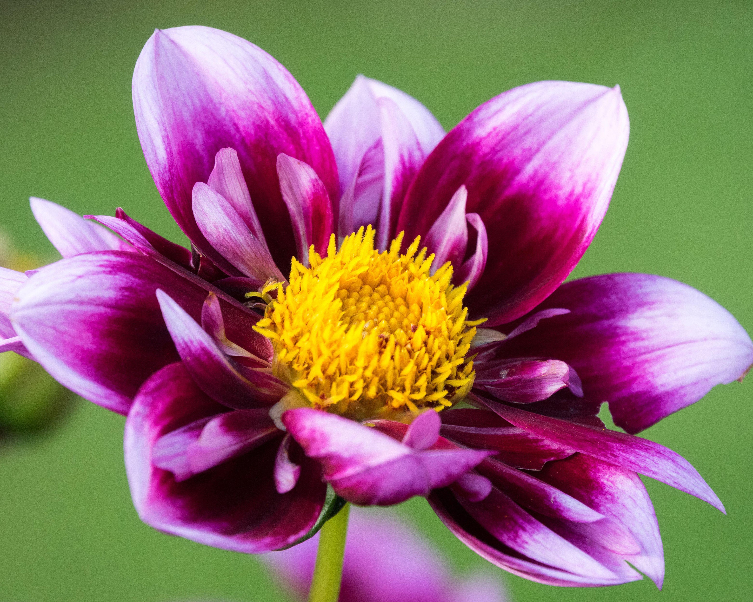 Dahlia 'Liquid Desire' - Image 12