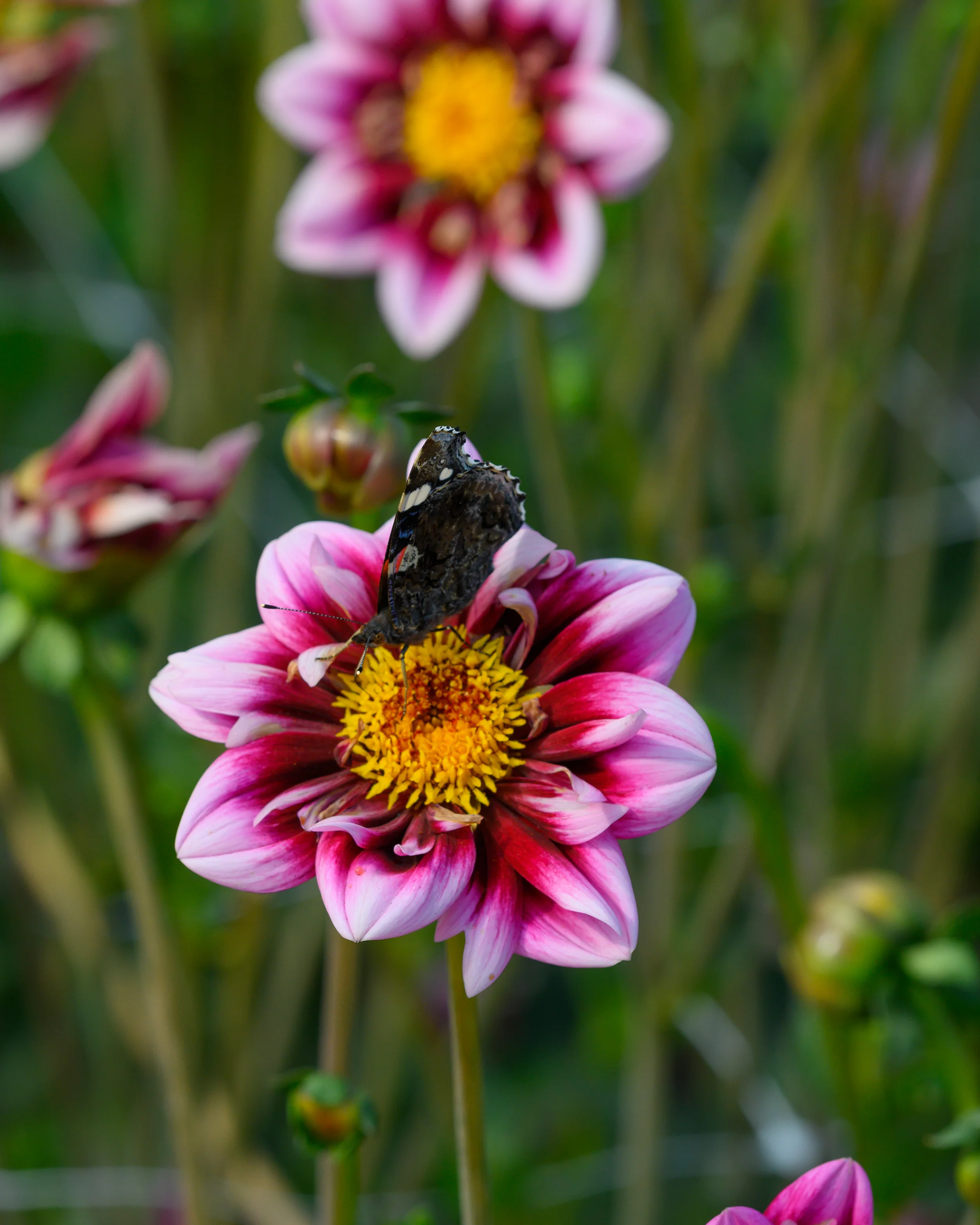 Dahlia 'Liquid Desire' - Image 6