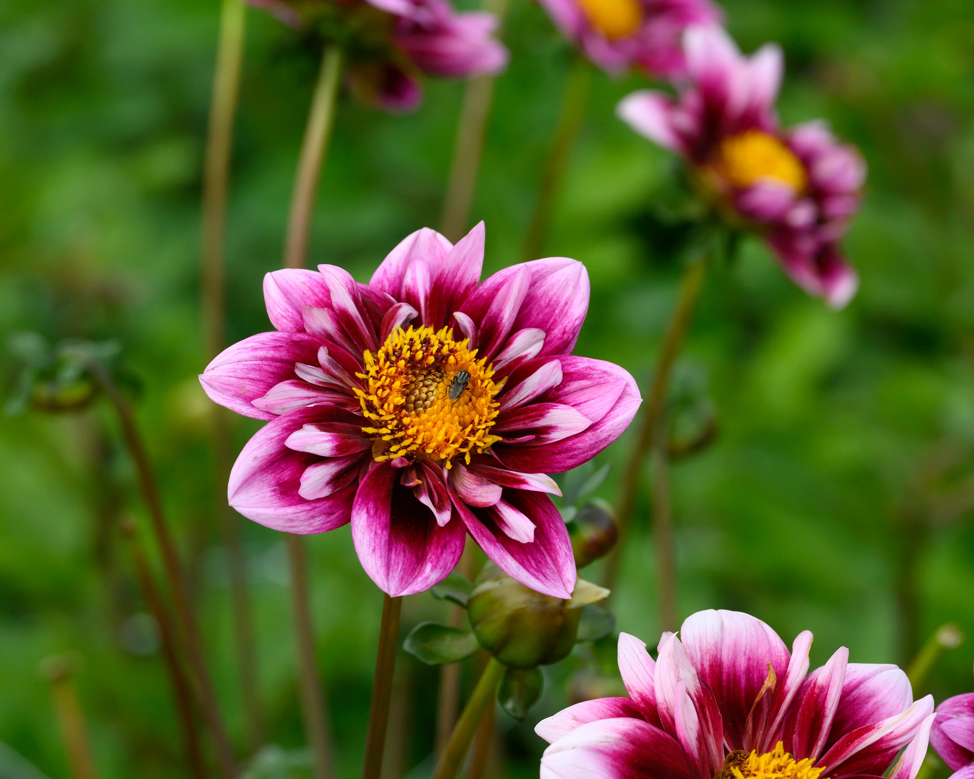 Dahlia 'Liquid Desire' - Image 7