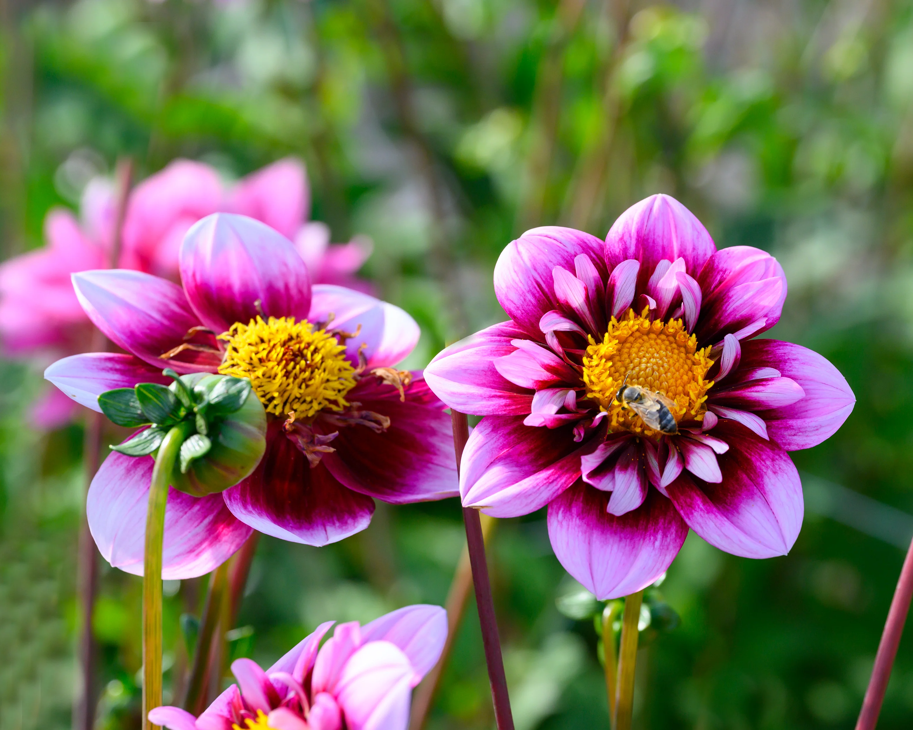 Dahlia 'Liquid Desire' - Image 8
