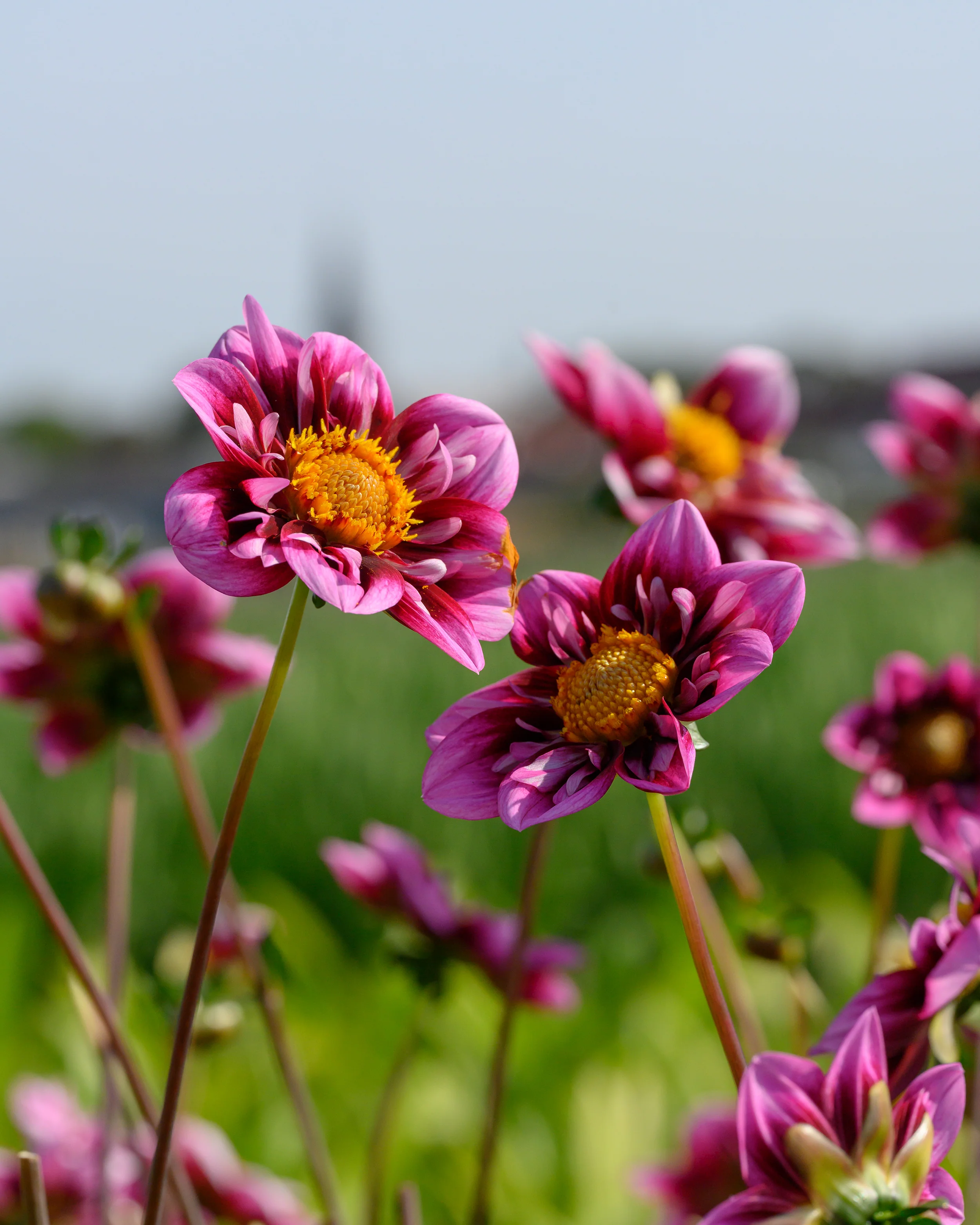 Dahlia 'Liquid Desire' - Image 9