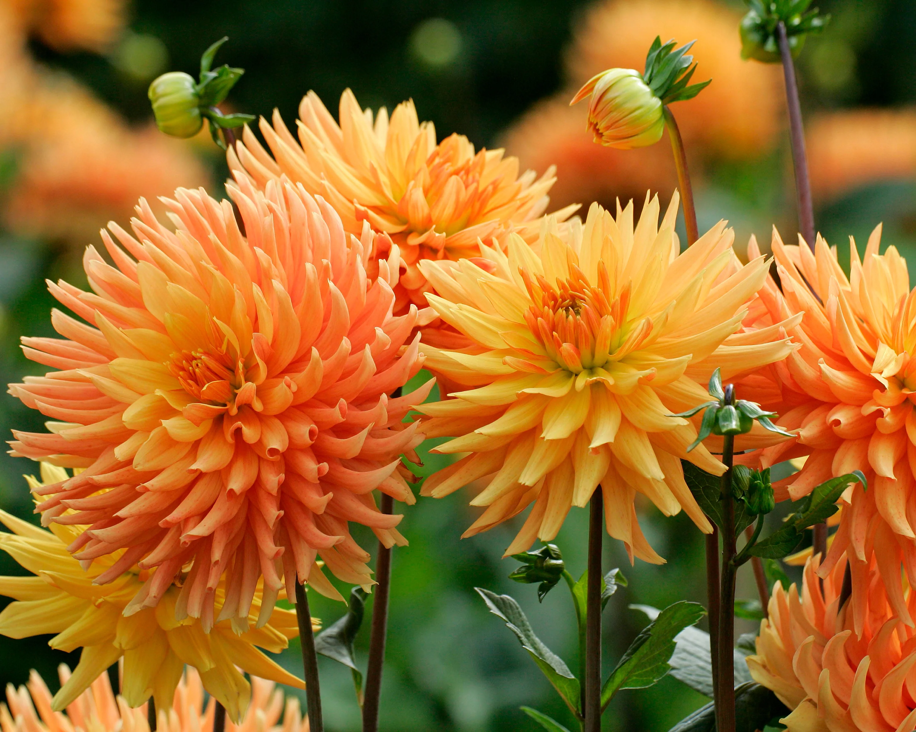 Dahlia 'Ludwig Helfert' - Image 2