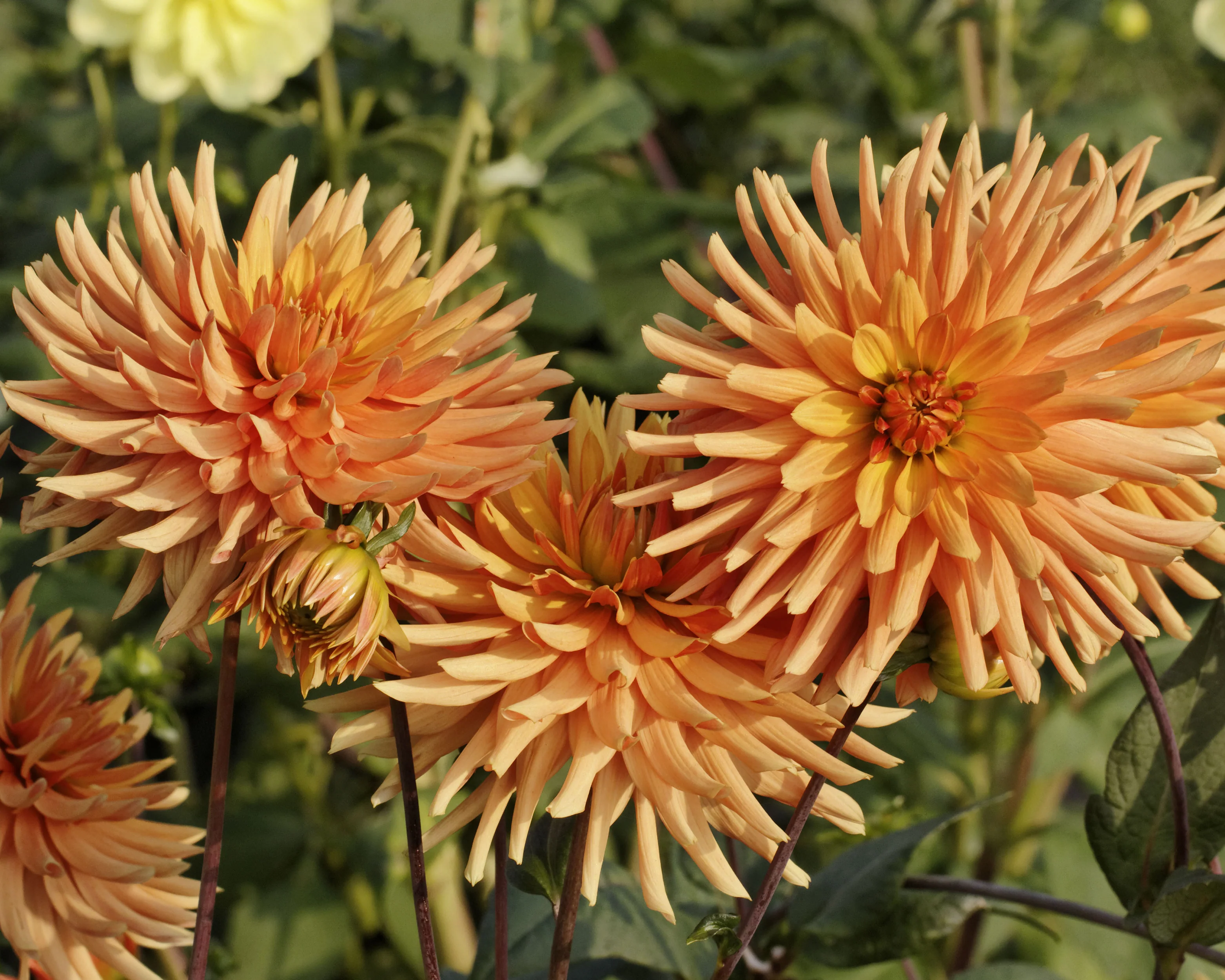 Dahlia 'Ludwig Helfert' - Image 4