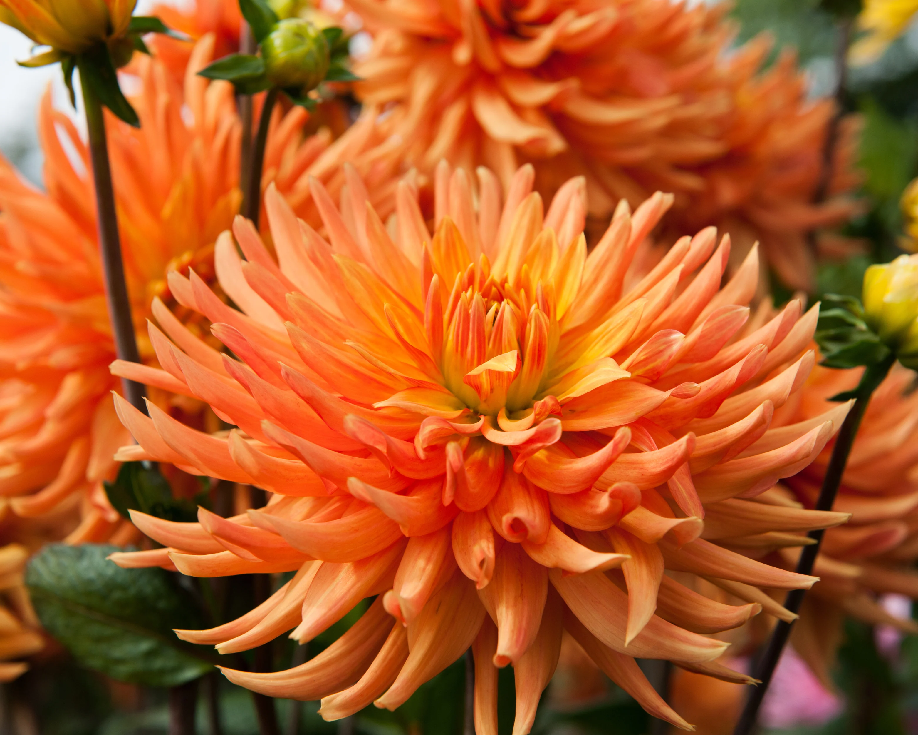 Dahlia 'Ludwig Helfert' - Image 6