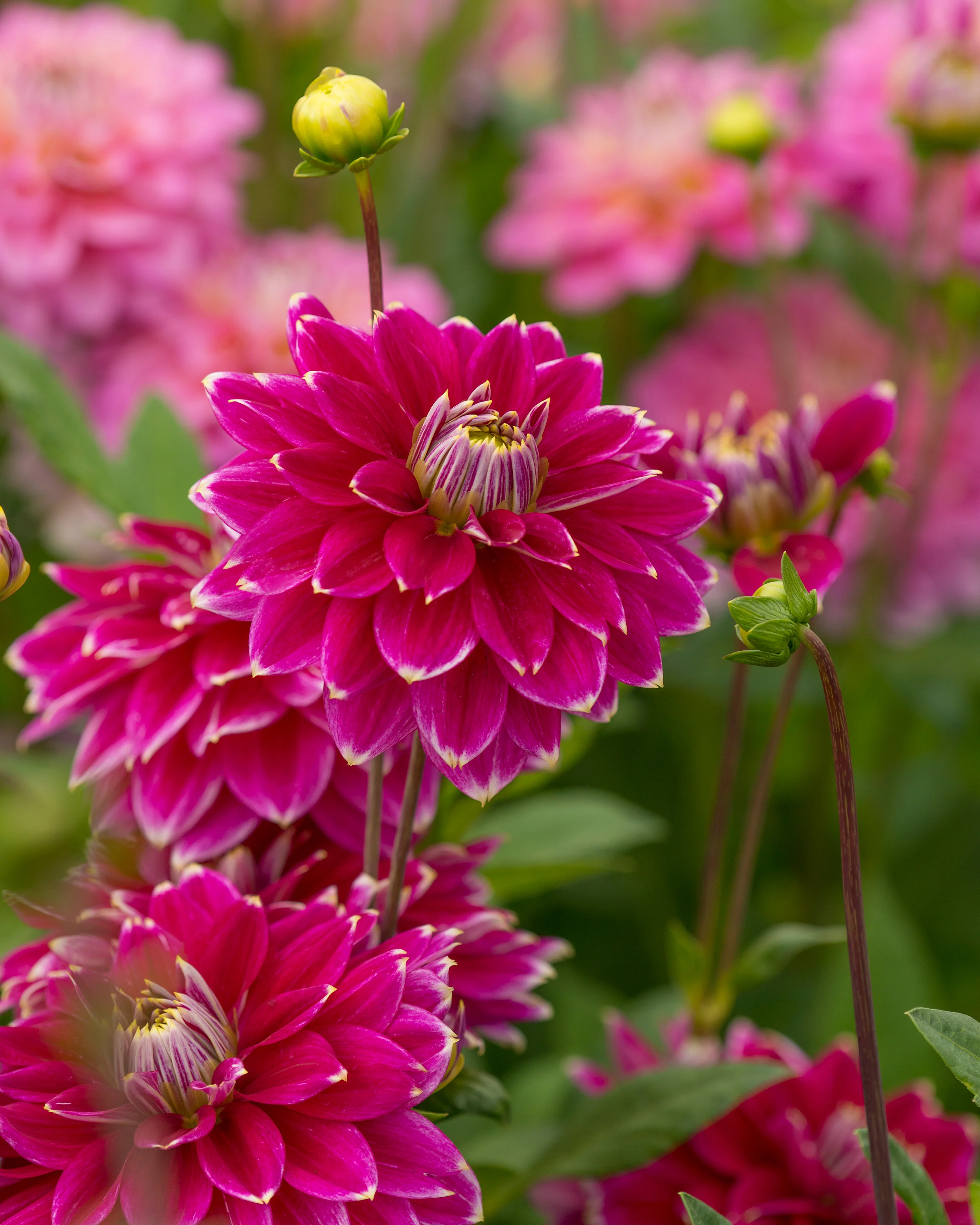 Dahlia 'Maldini' - Image 4