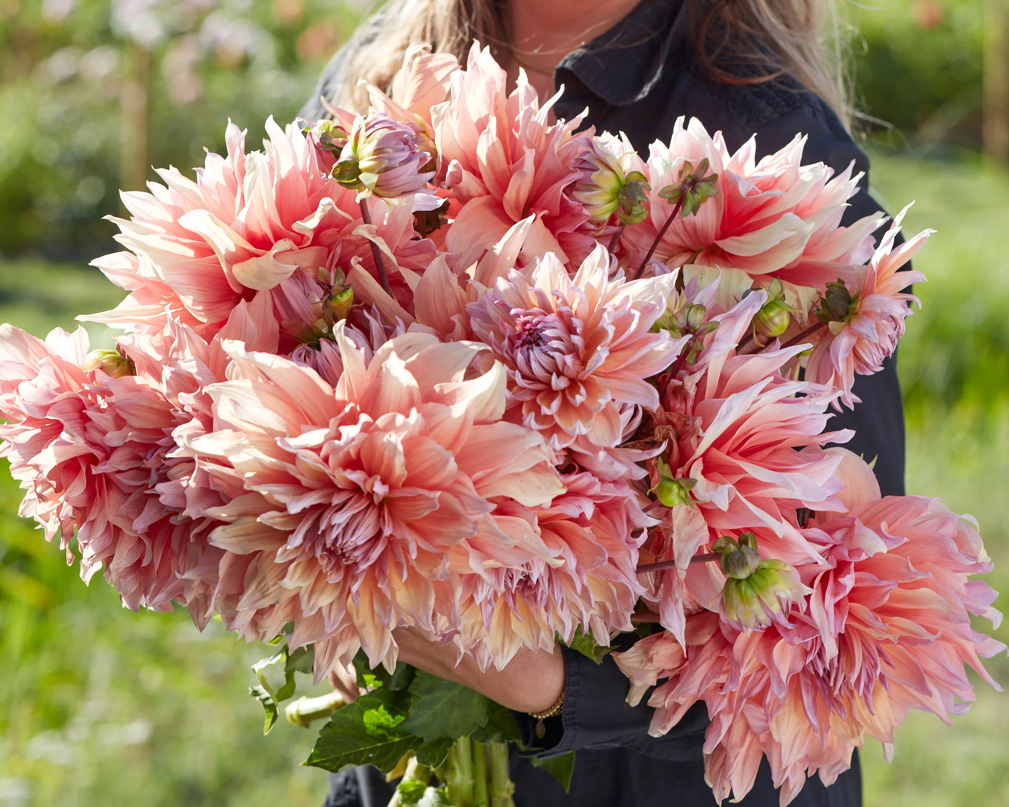 Dahlia 'Mango Madness' - Image 2