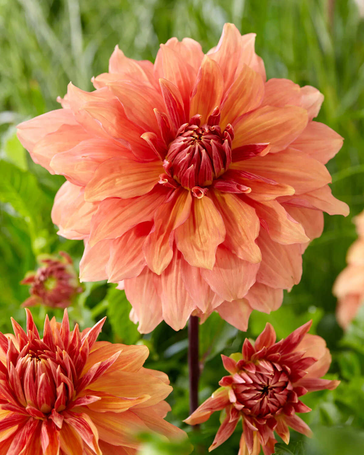 Dahlia 'Mango Madness' - Image 4