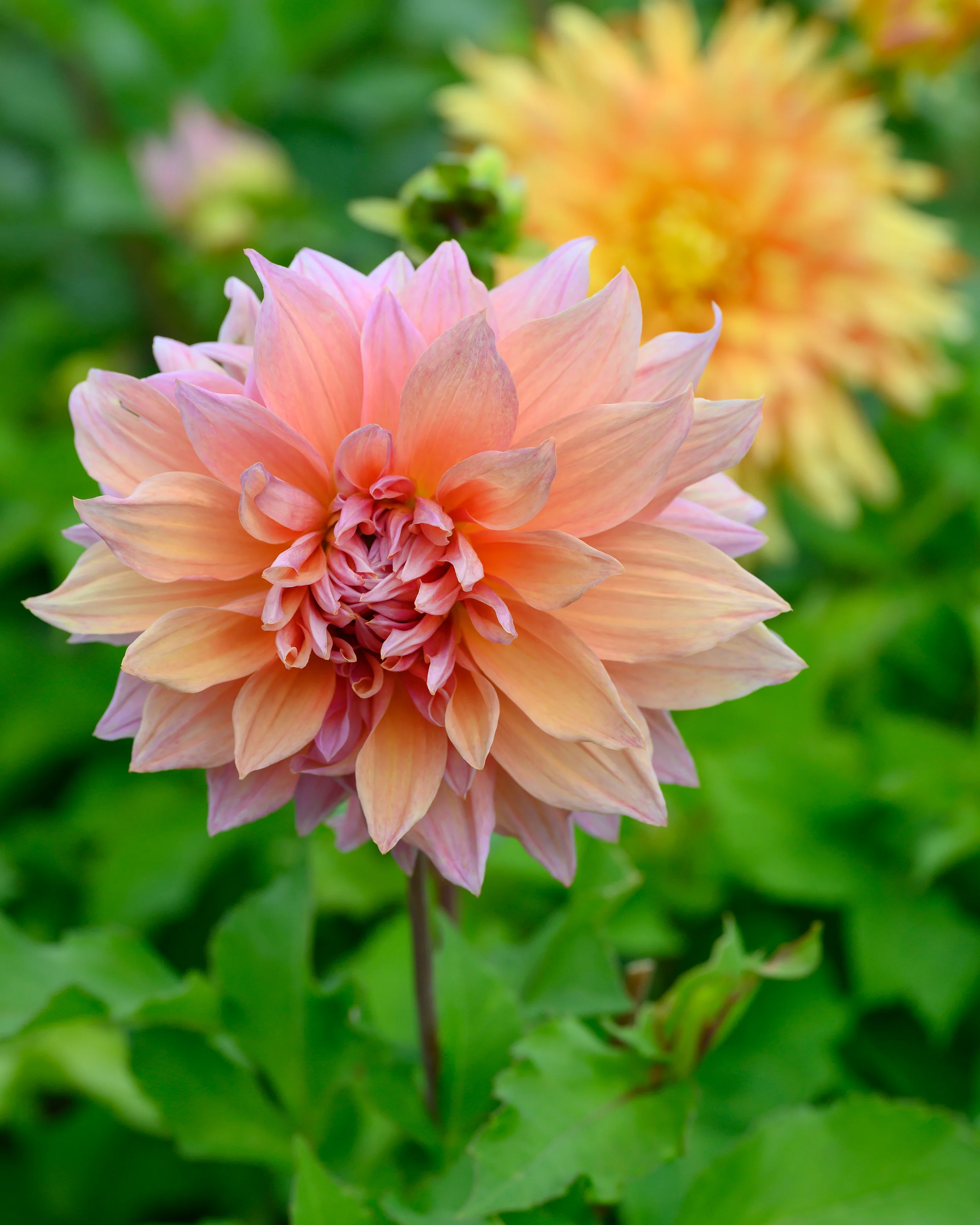 Dahlia 'Mango Madness' - Image 5