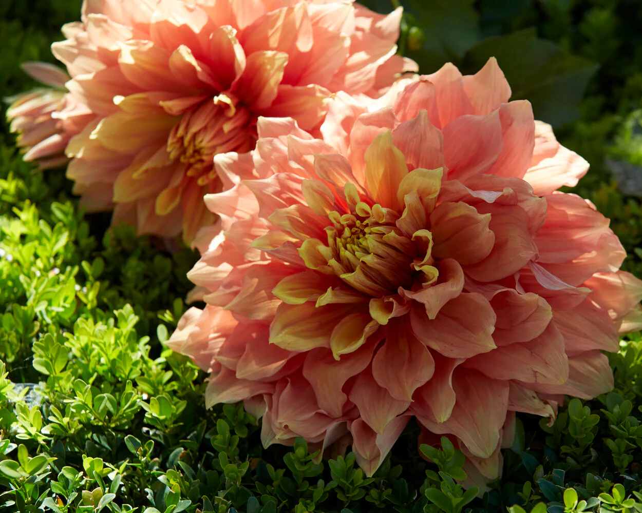 Dahlia 'Mango Madness' - Image 8