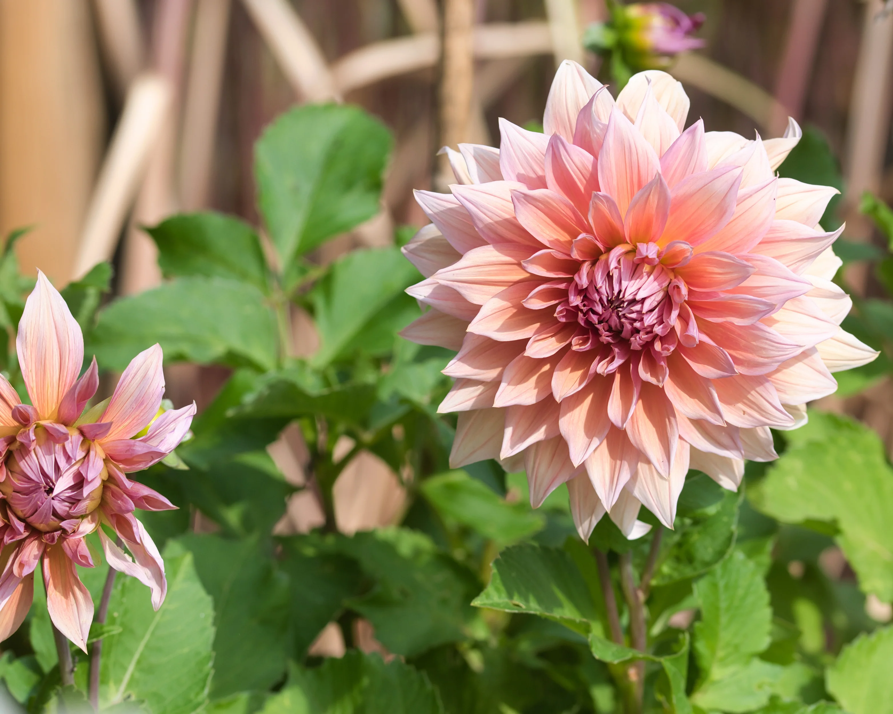 Dahlia 'Mango Madness' - Image 9