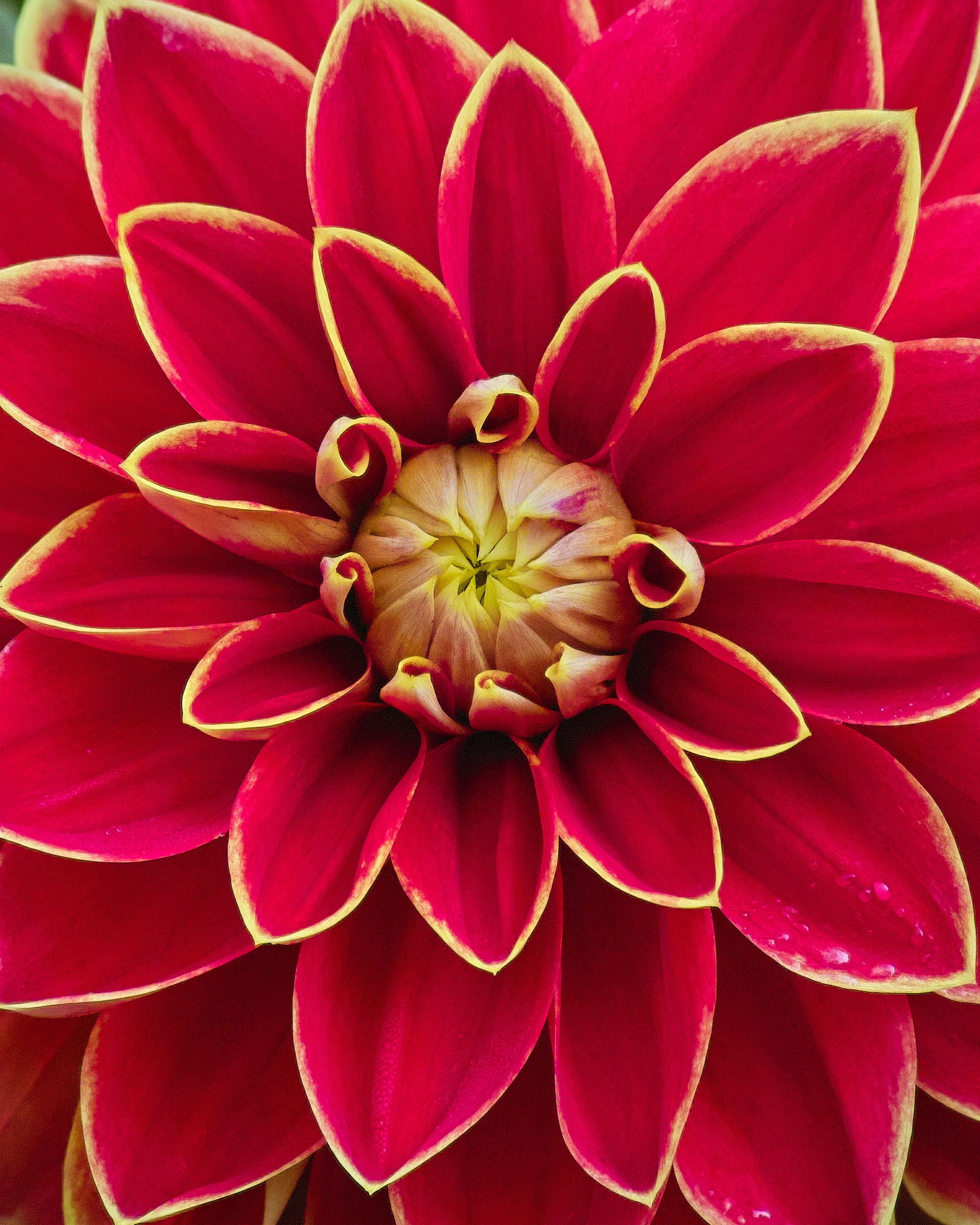 Dahlia 'Maxime' - Image 7