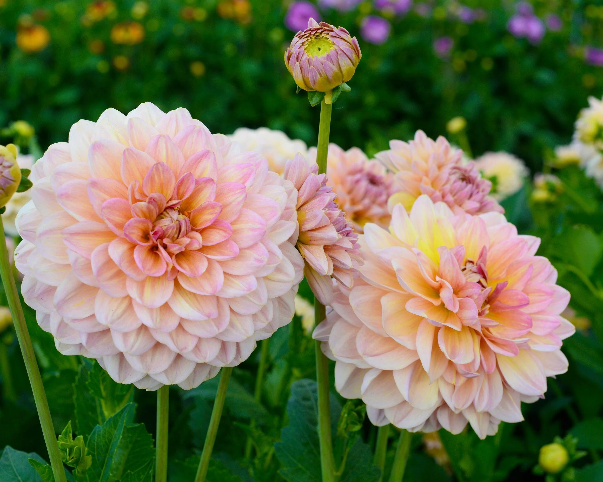 Dahlia 'Maya' - Image 3