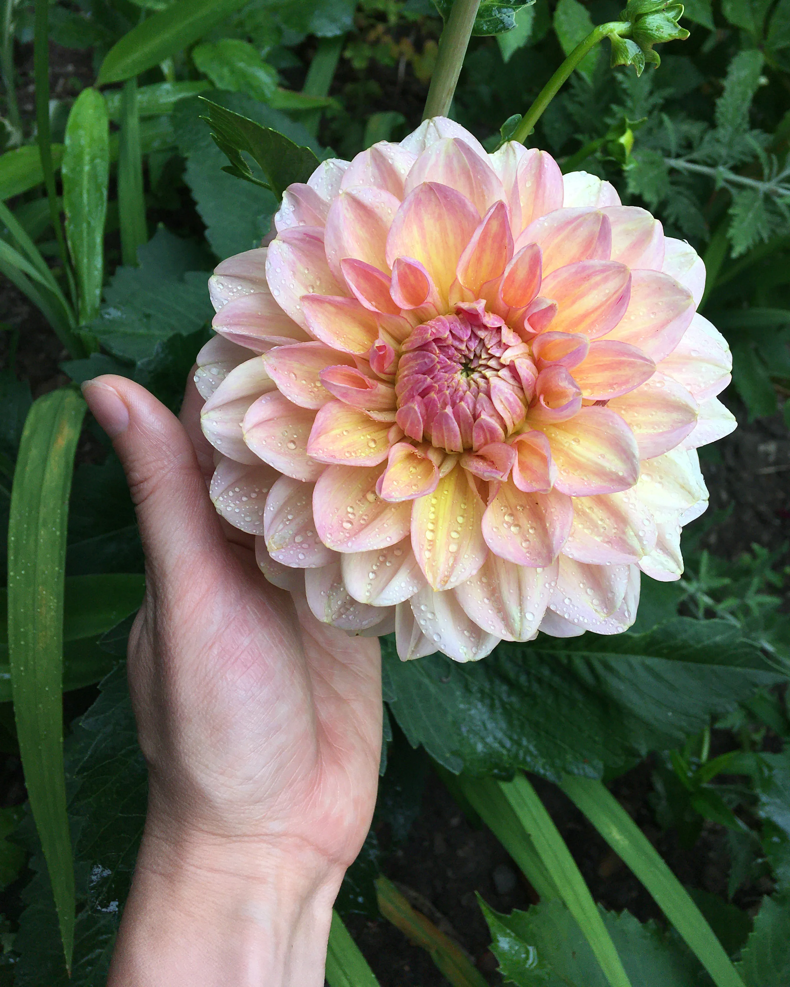 Dahlia 'Maya' - Image 6
