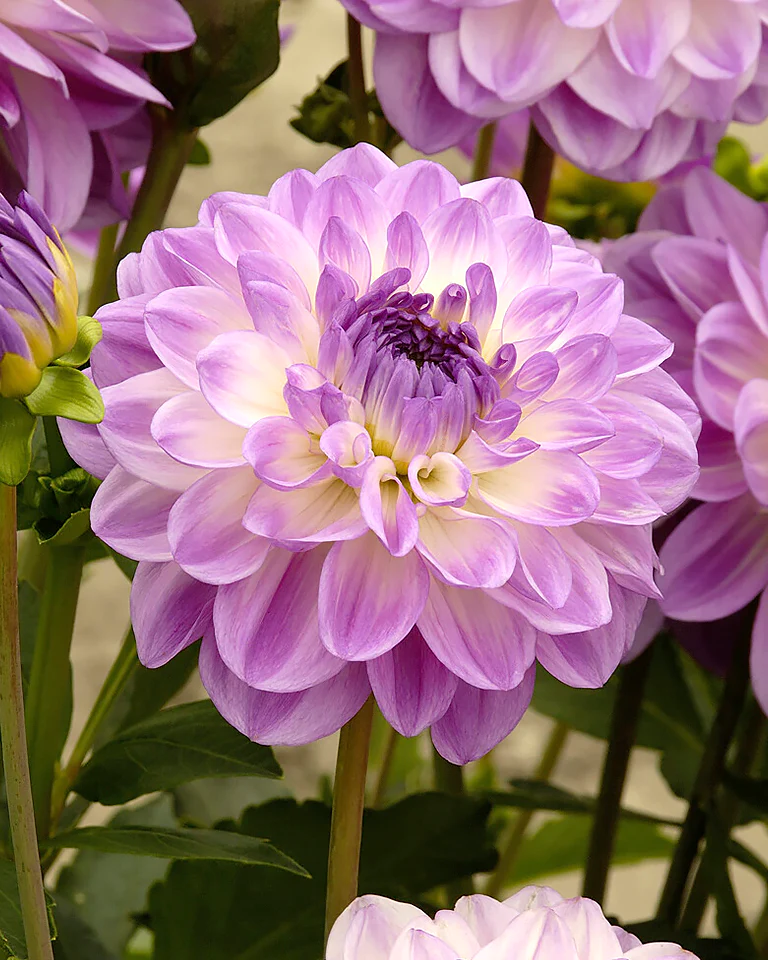 Dahlia 'Mediterrannee'