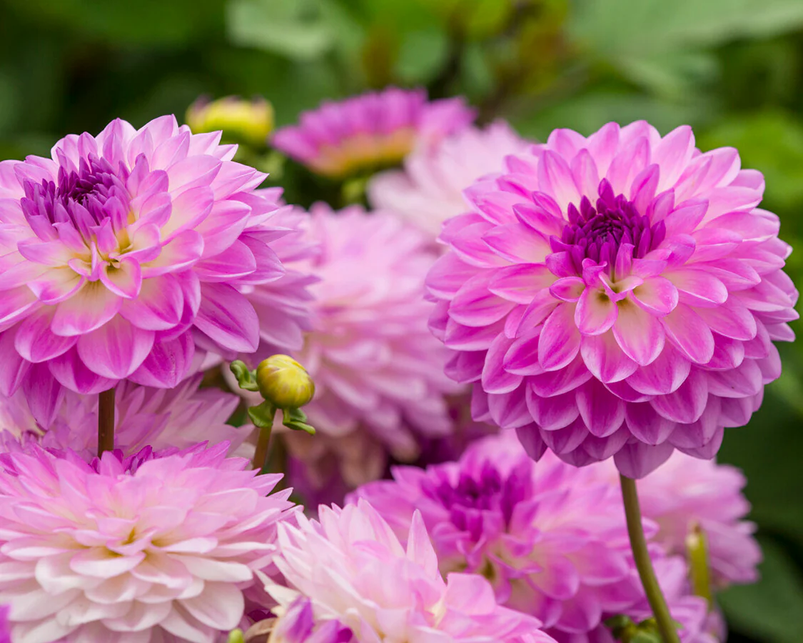 Dahlia 'Mediterrannee' - Image 2