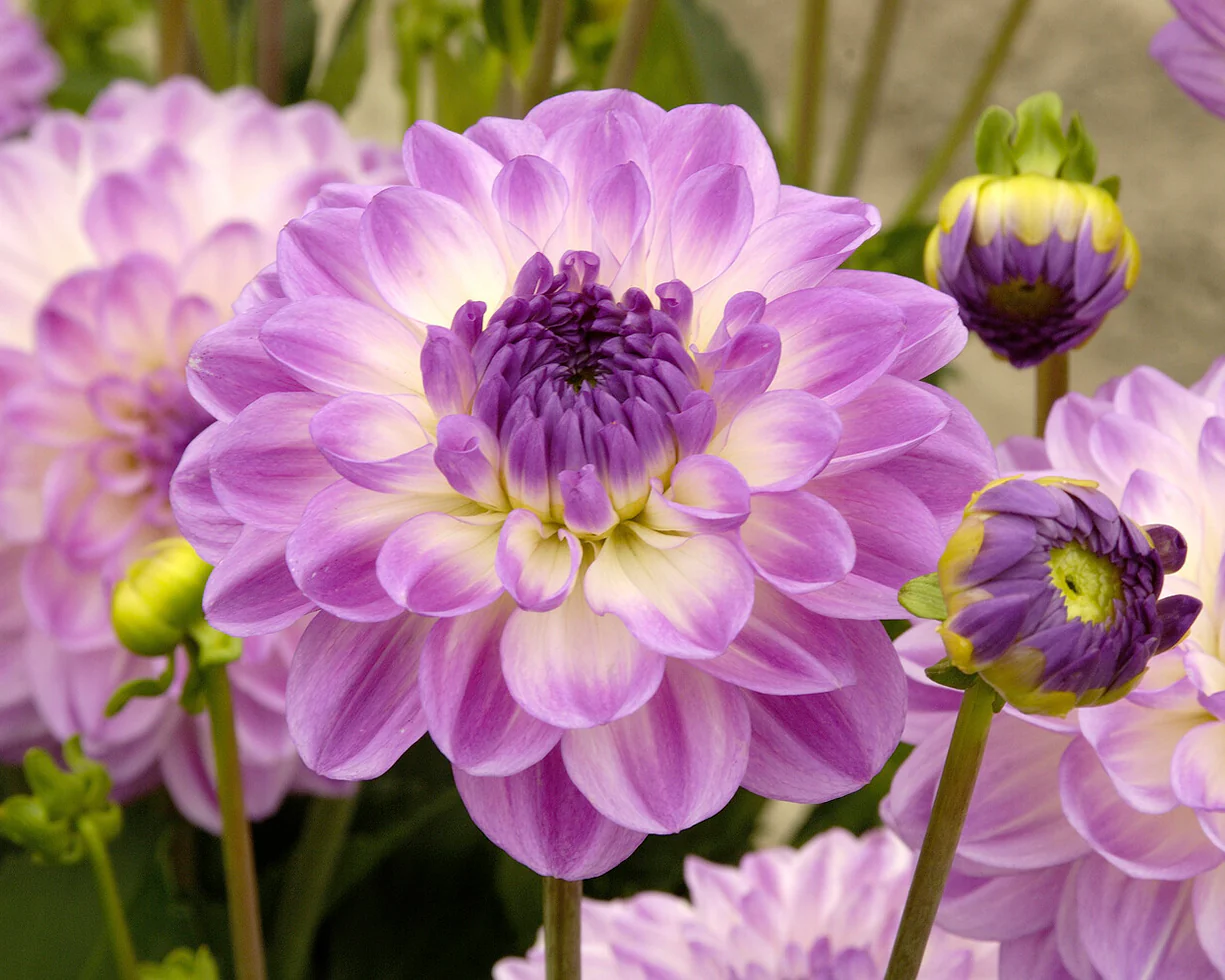 Dahlia 'Mediterrannee' - Image 3