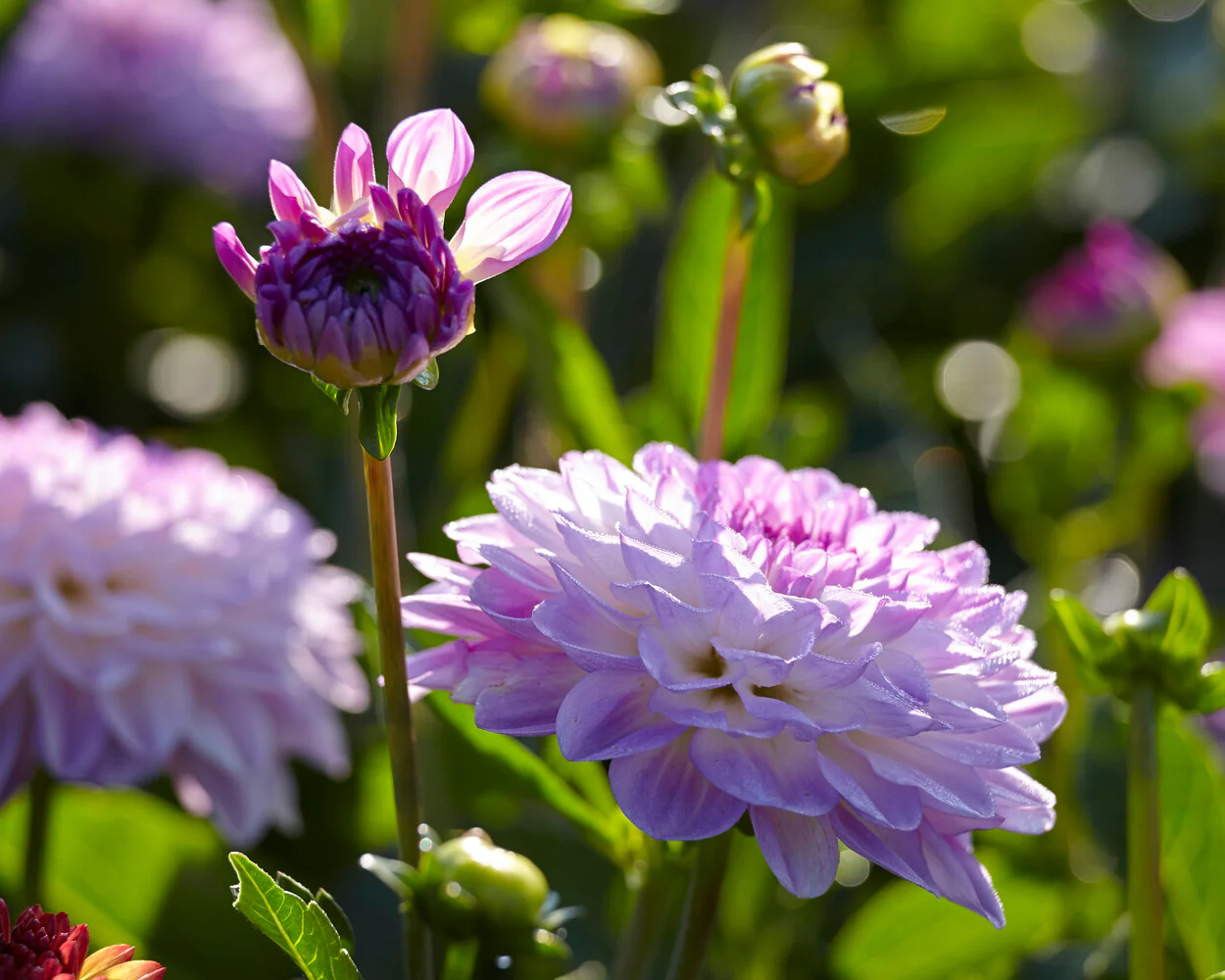 Dahlia 'Mediterrannee' - Image 5