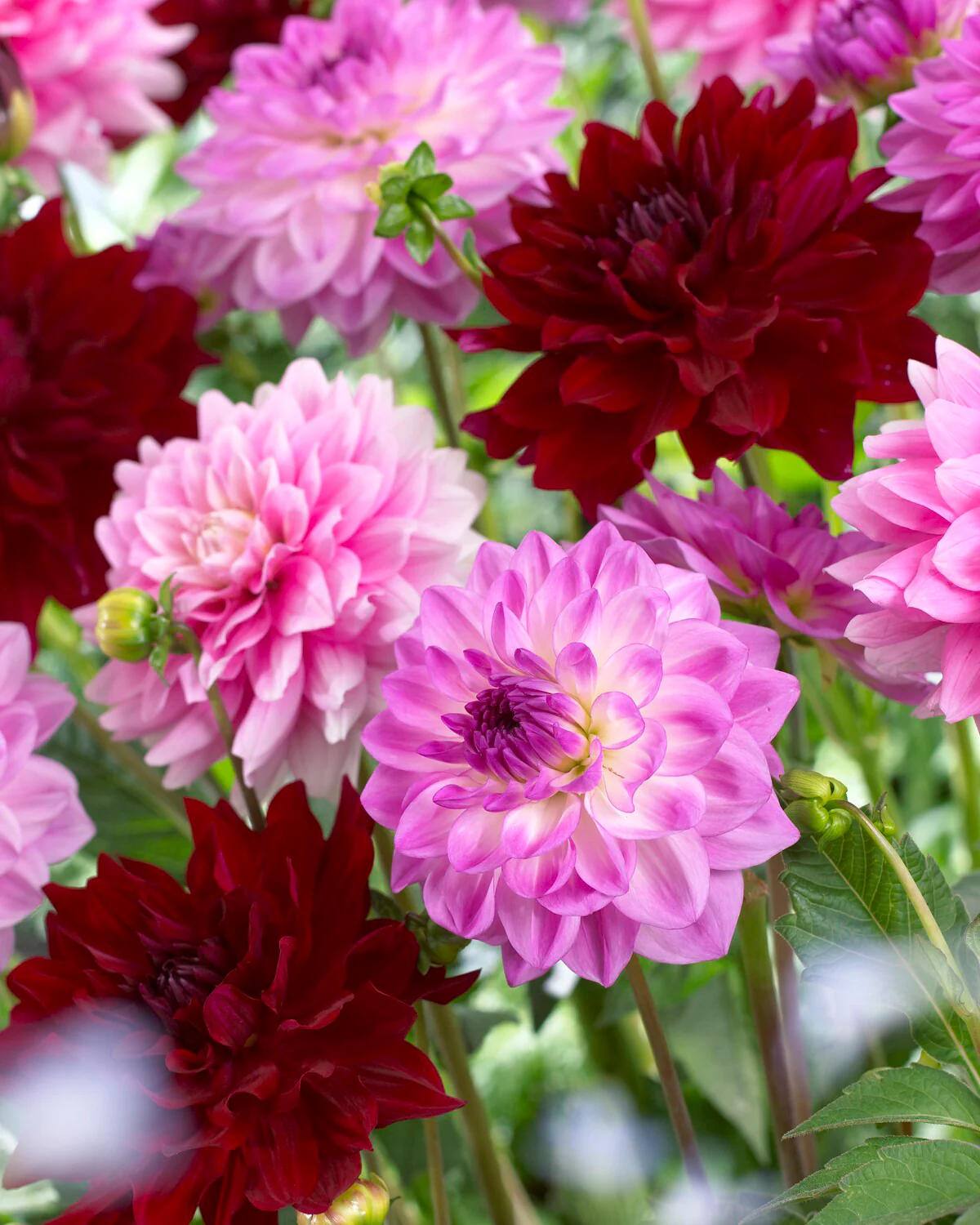 Dahlia 'Mediterrannee' - Image 6