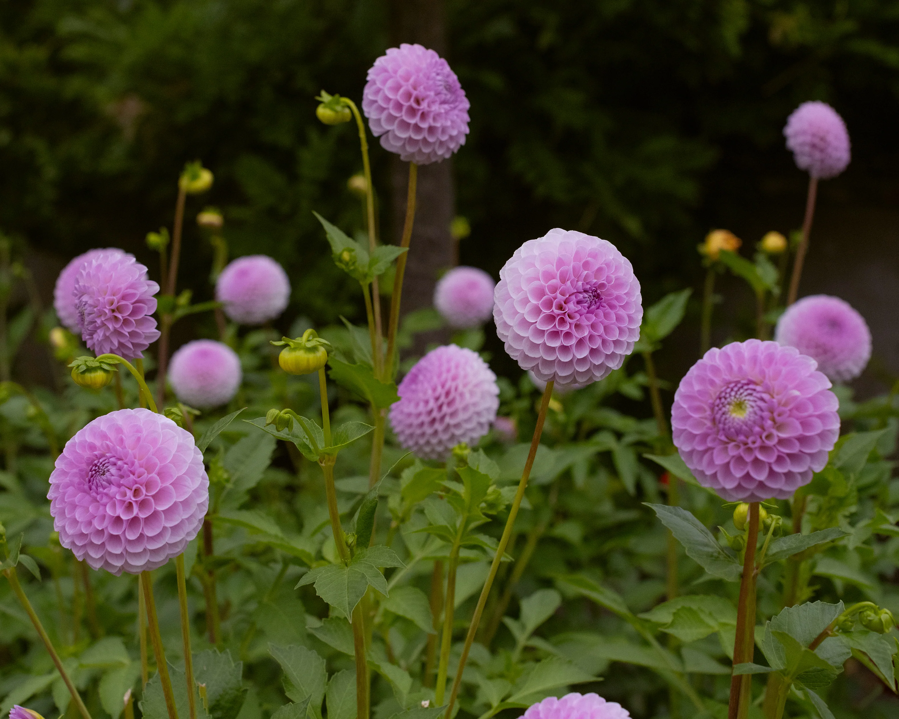 Dahlia 'Megan Dean' - Image 2