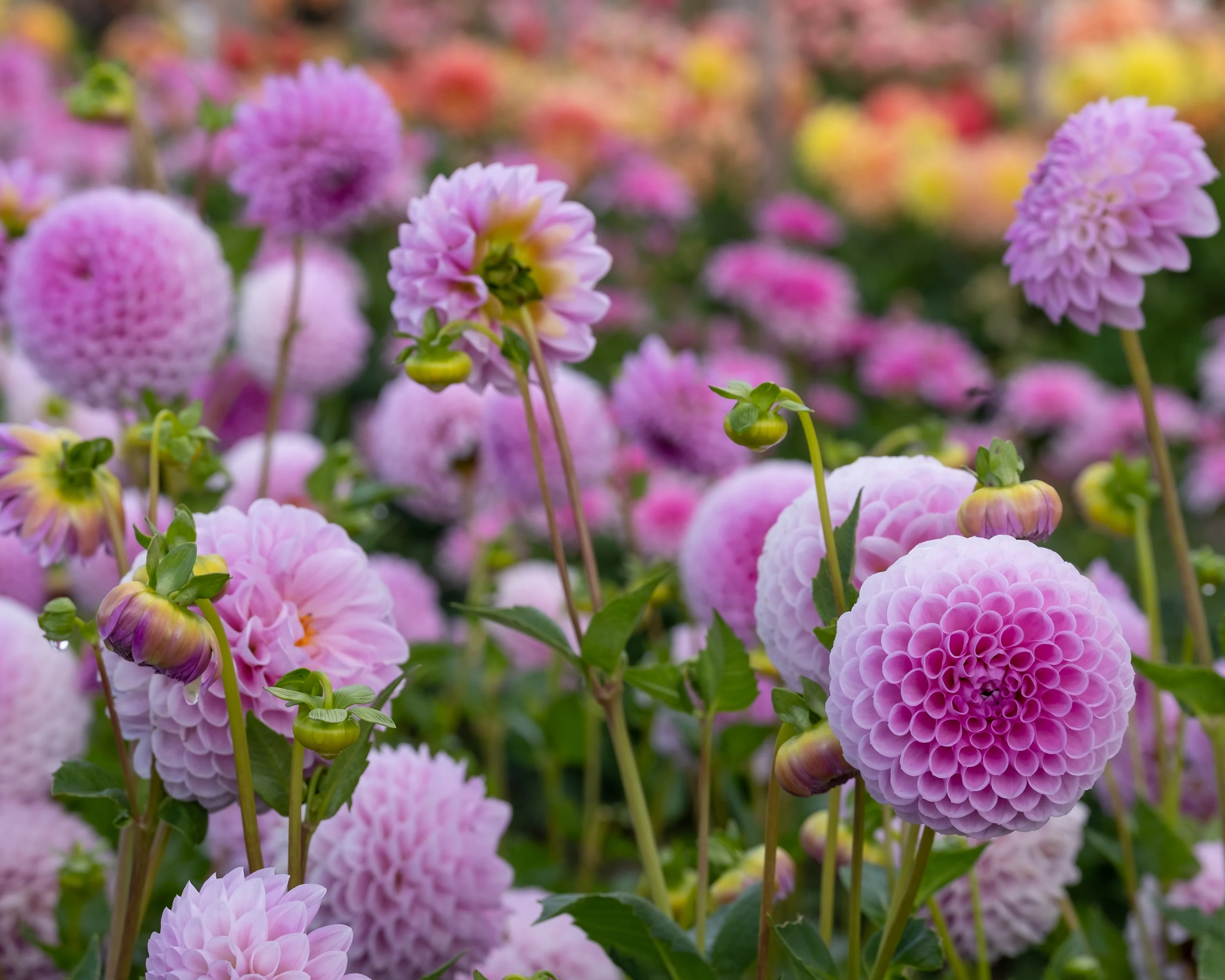 Dahlia 'Megan Dean' - Image 4