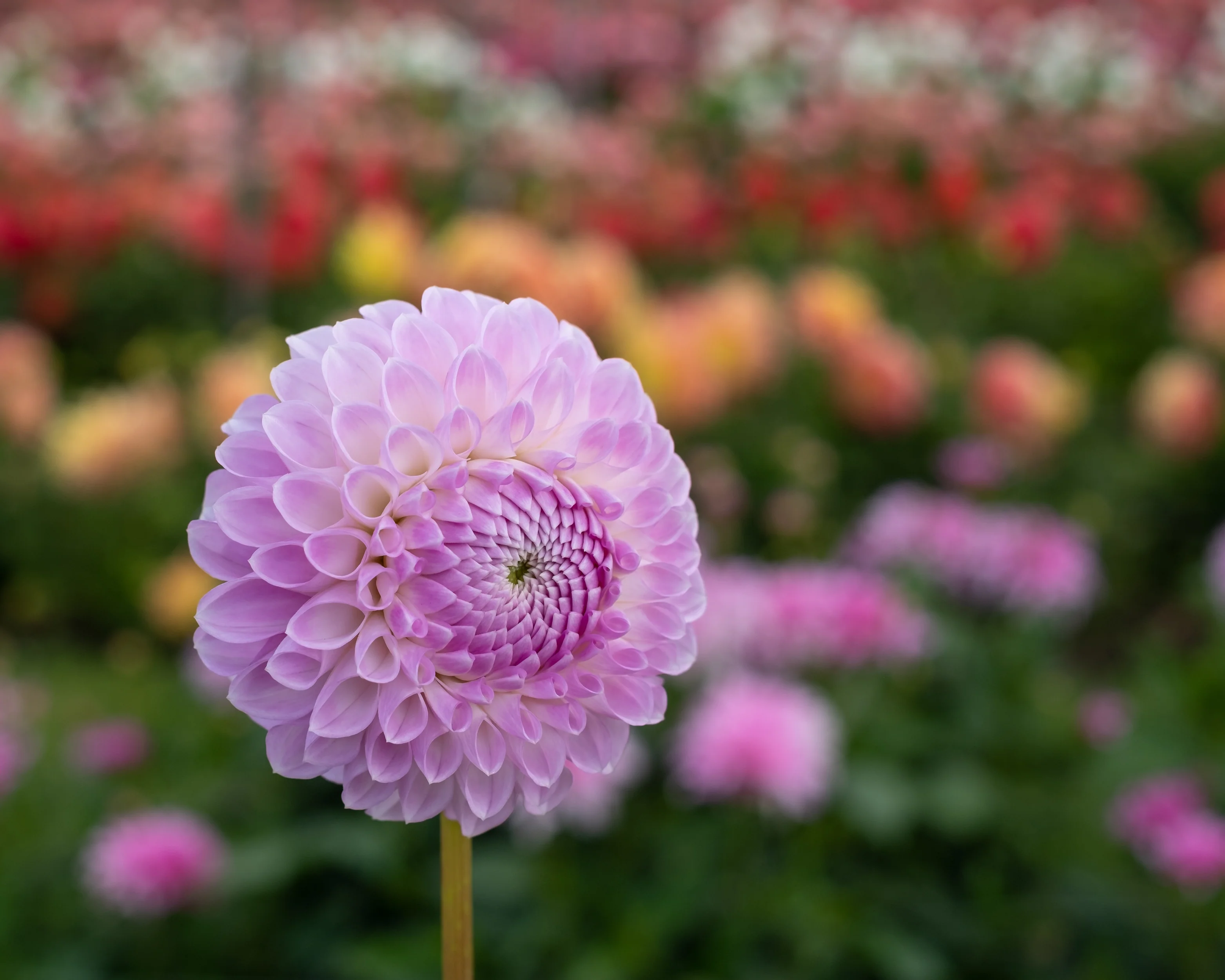 Dahlia 'Megan Dean' - Image 6