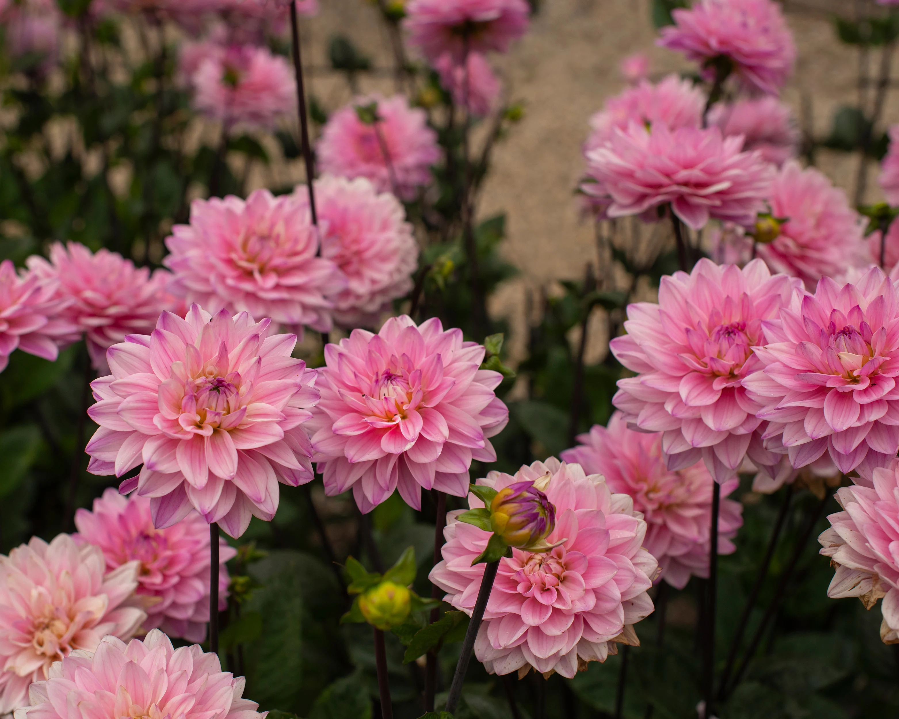 Dahlia 'Melody Harmony' - Image 4
