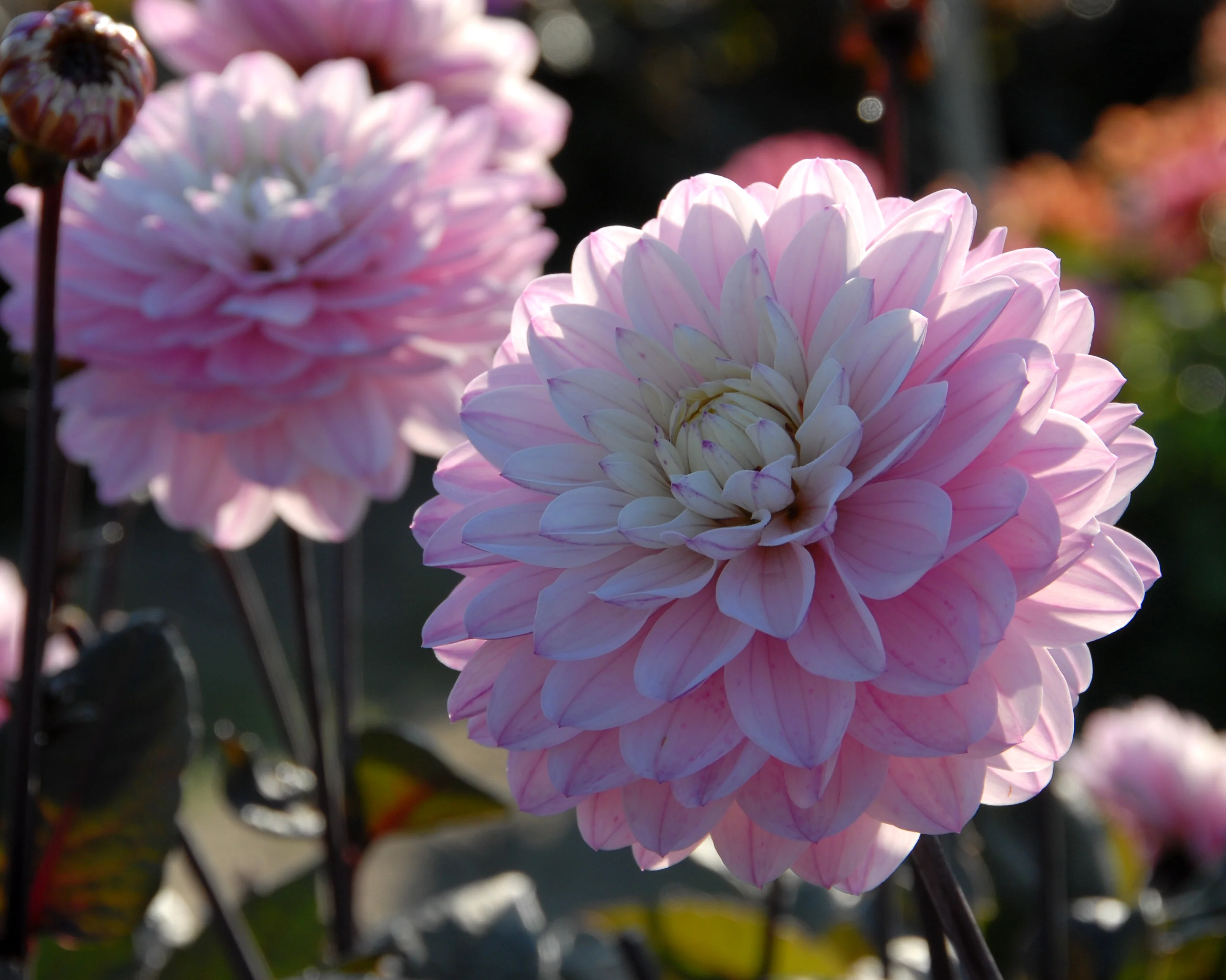 Dahlia 'Melody Harmony' - Image 5