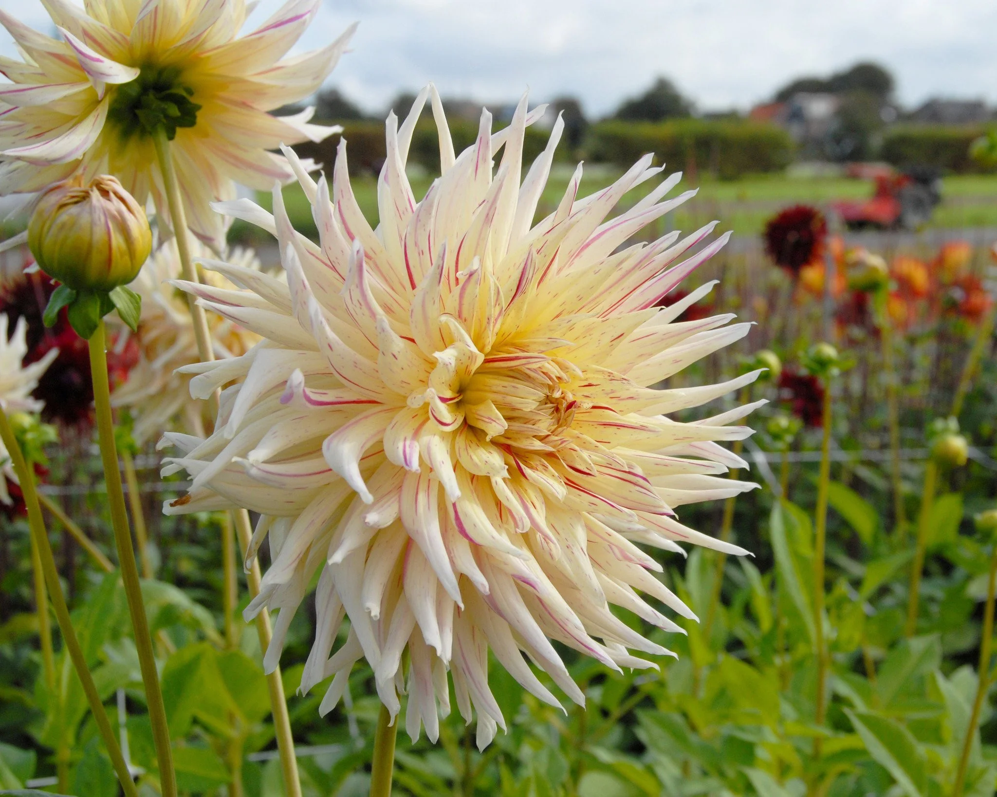 Dahlia 'Mercator' - Image 4