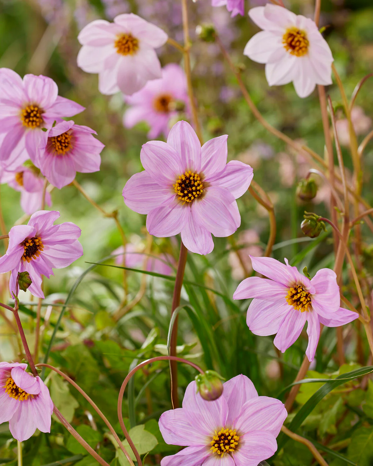 Dahlia merckii