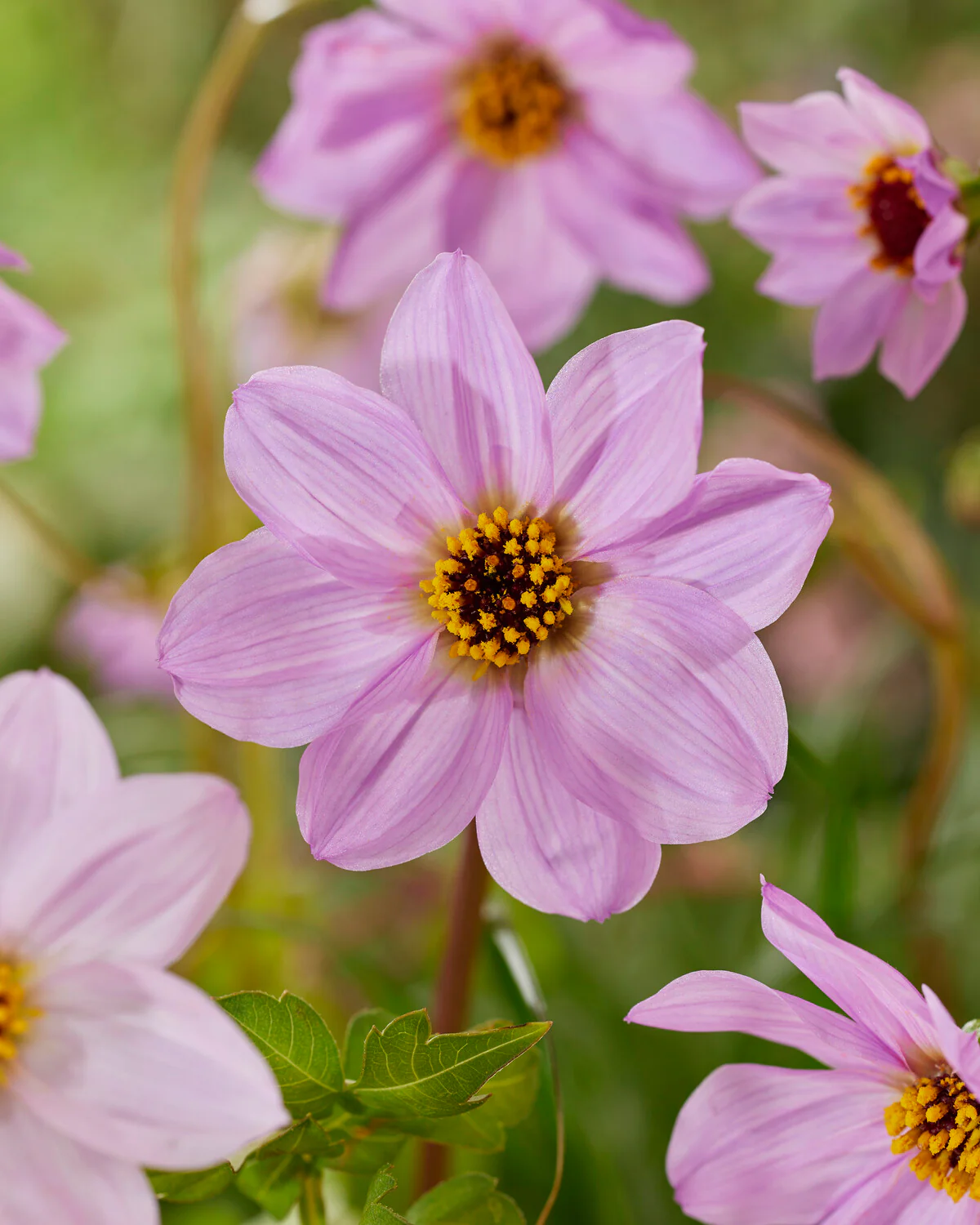 Dahlia merckii - Image 2